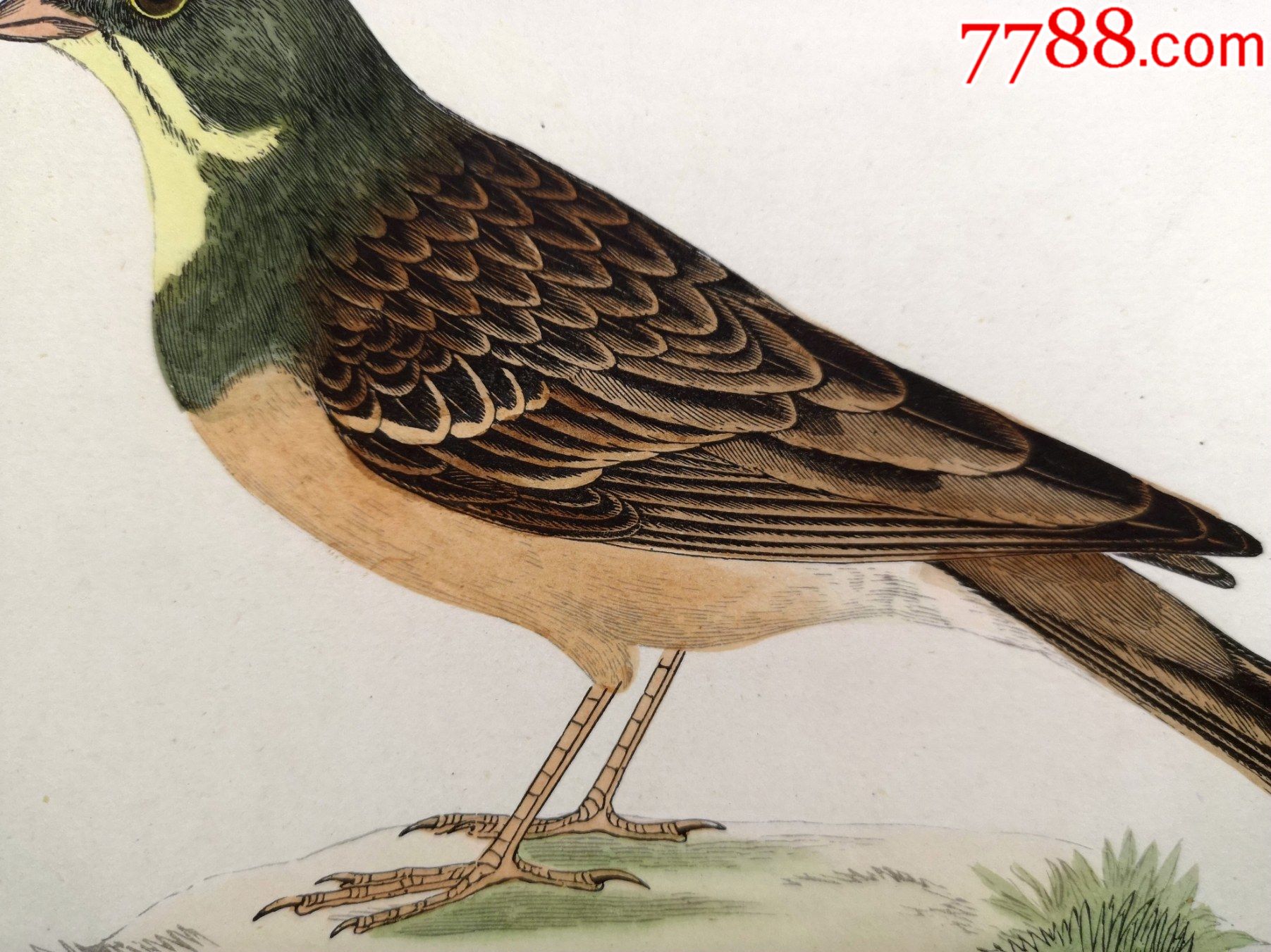 包老包真19世纪手工上色木刻版画英国鸟类图谱圃鹀