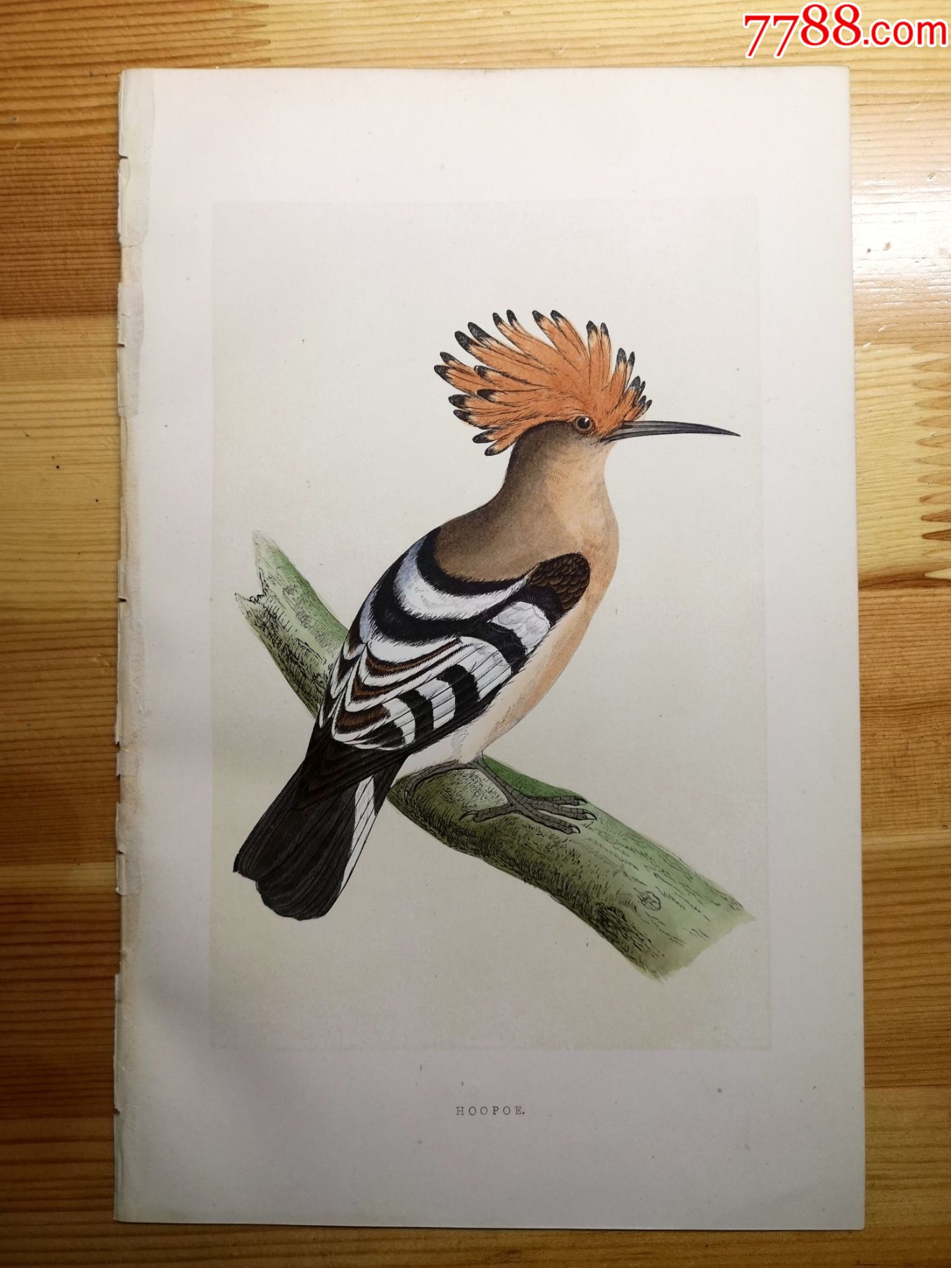 包老包真19世纪手工上色木刻版画英国鸟类图谱戴胜