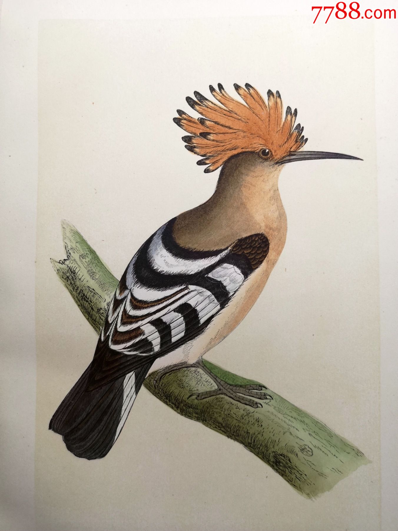 包老包真19世纪手工上色木刻版画英国鸟类图谱戴胜