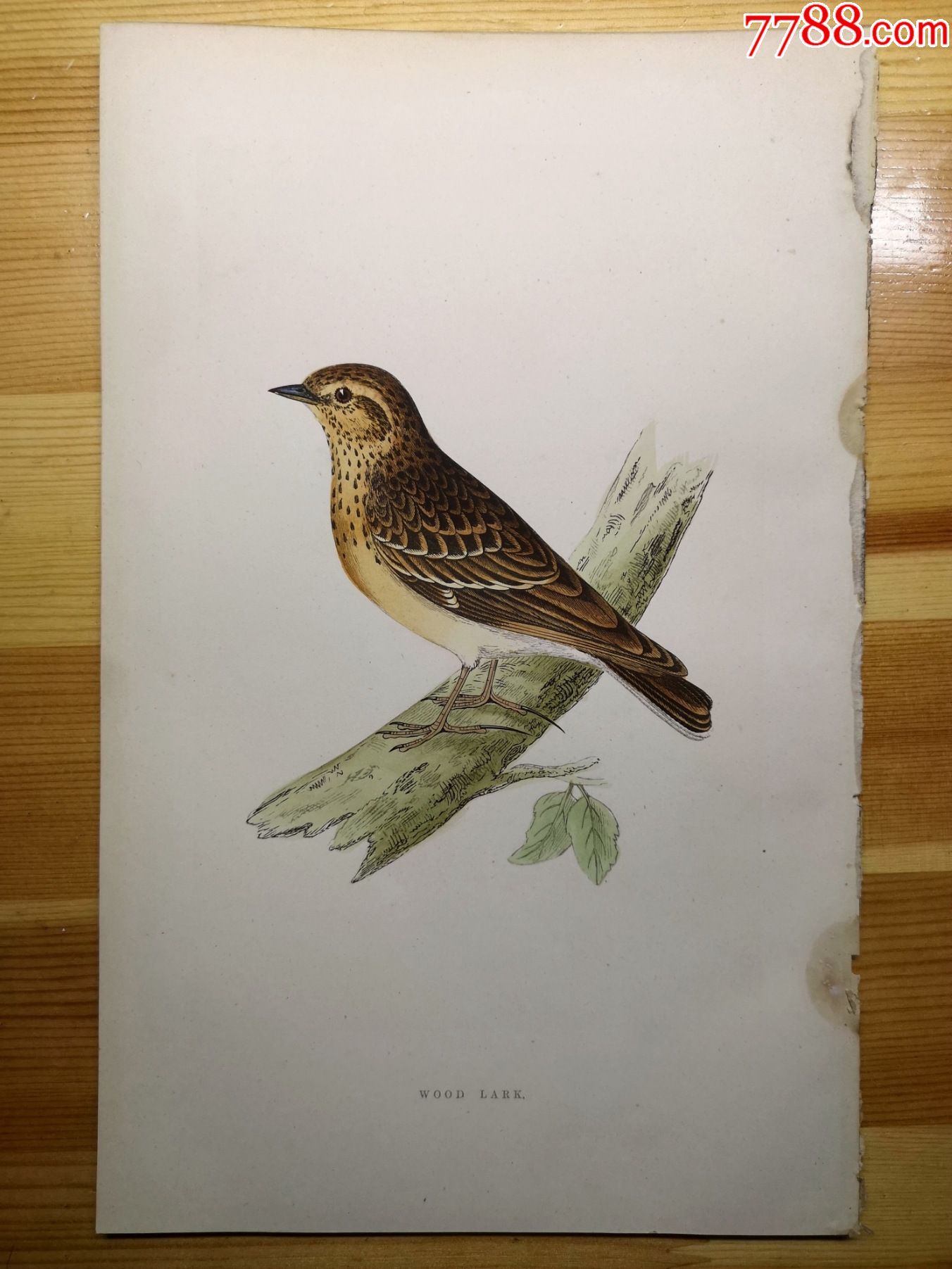包老包真19世纪手工上色木刻版画英国鸟类图谱树百灵