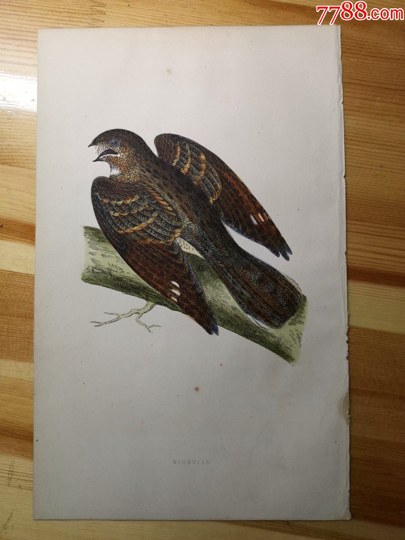 包老包真19世纪手工上色木刻版画英国鸟类图谱欧夜鹰