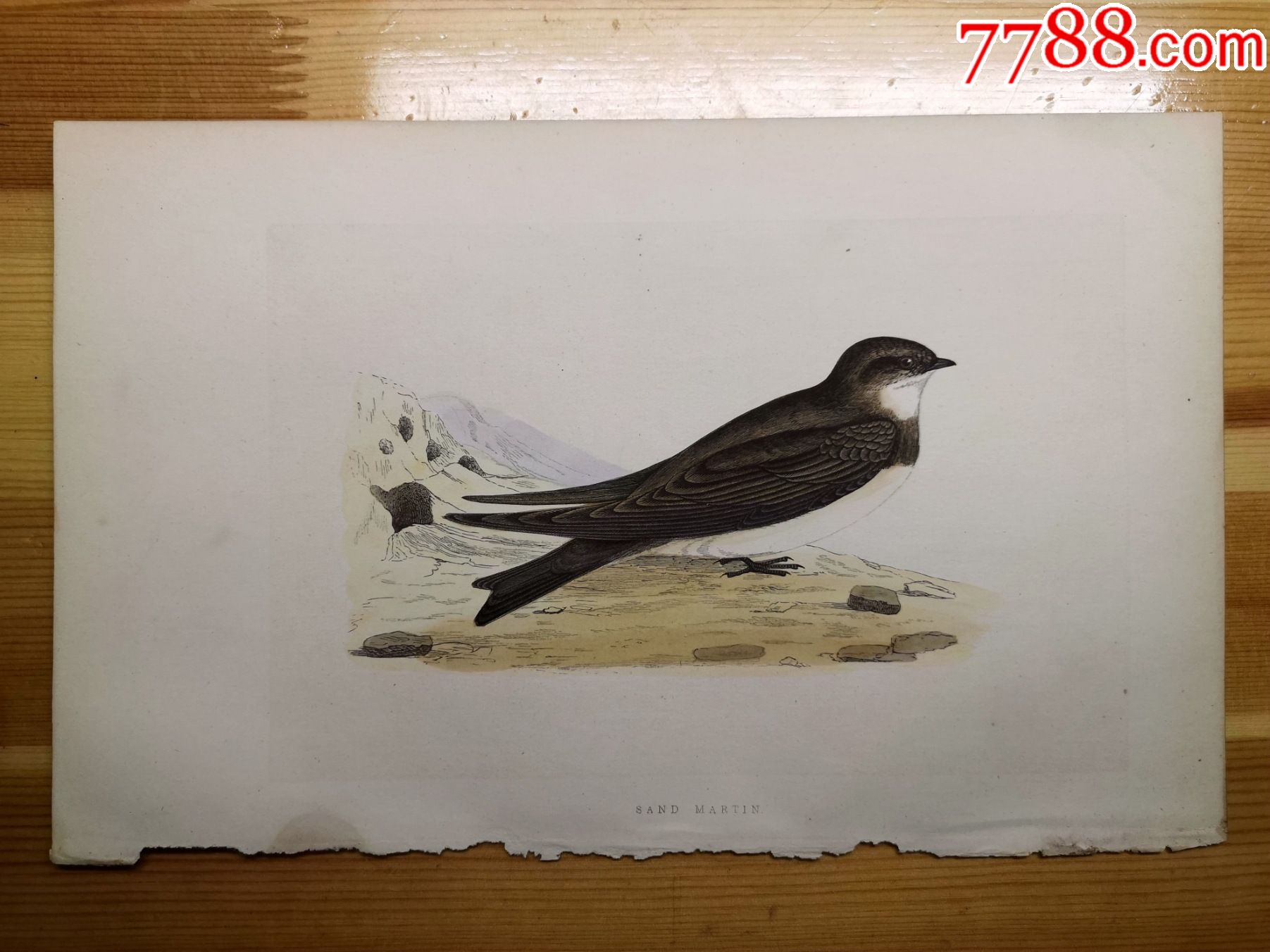 包老包真19世纪手工上色木刻版画英国鸟类图谱沙燕