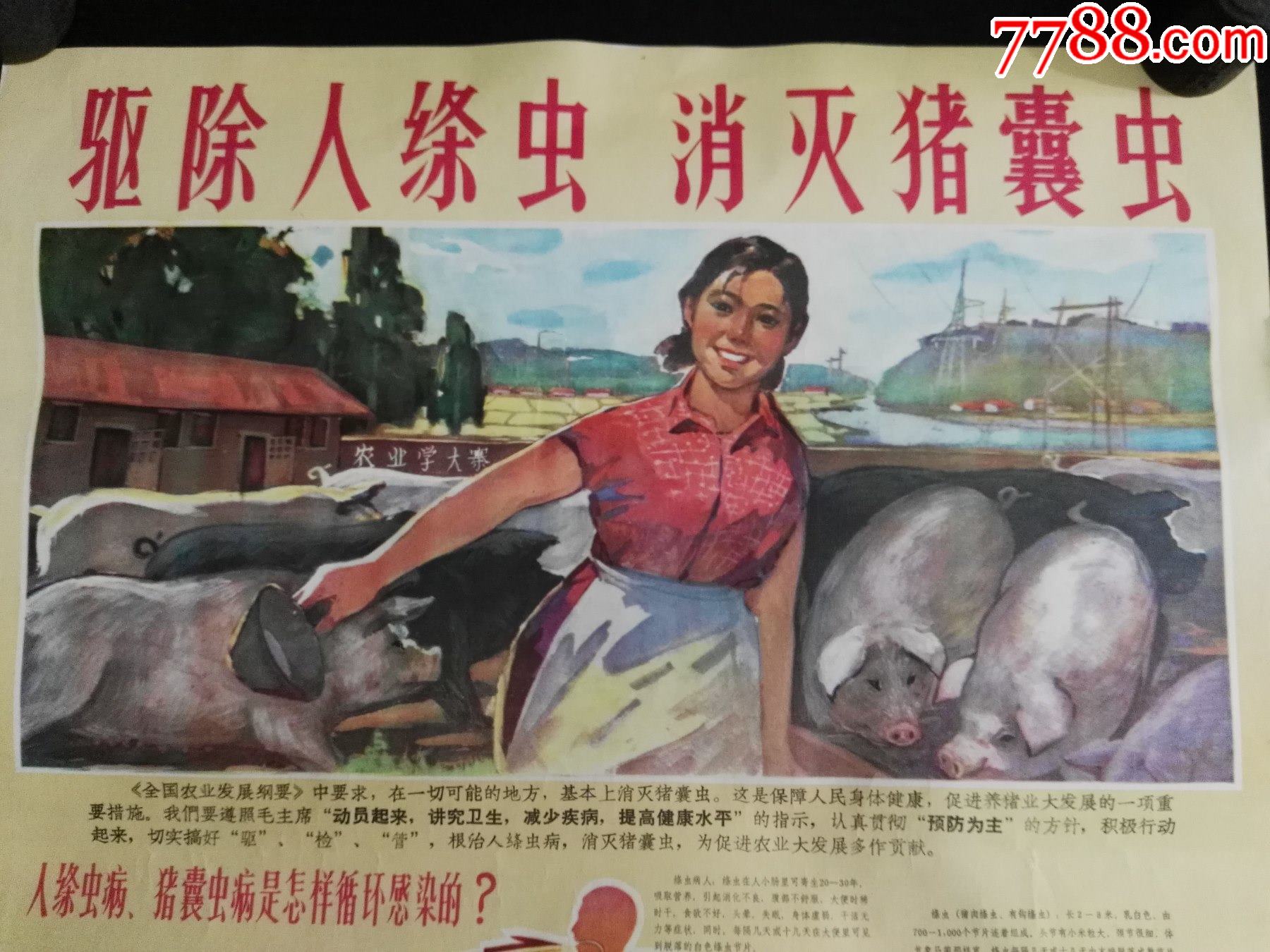 吉林省卫生防疫站食品公司赤脚医生知青题材驱除人绦虫消灭猪囊虫1