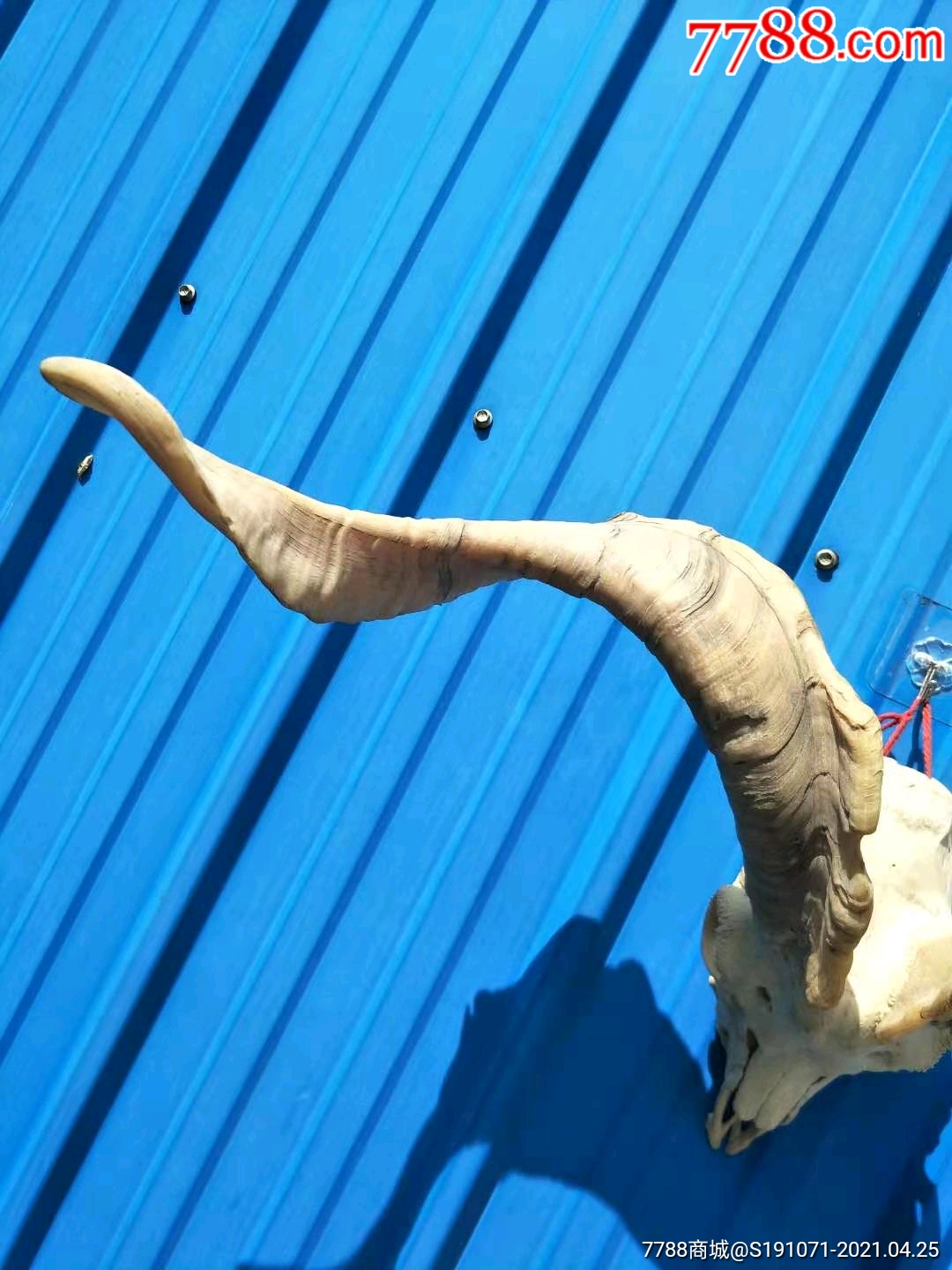 首页 零售 其他角制品 >> 下乡收的百年羊角摆件,整体完整天然造型非