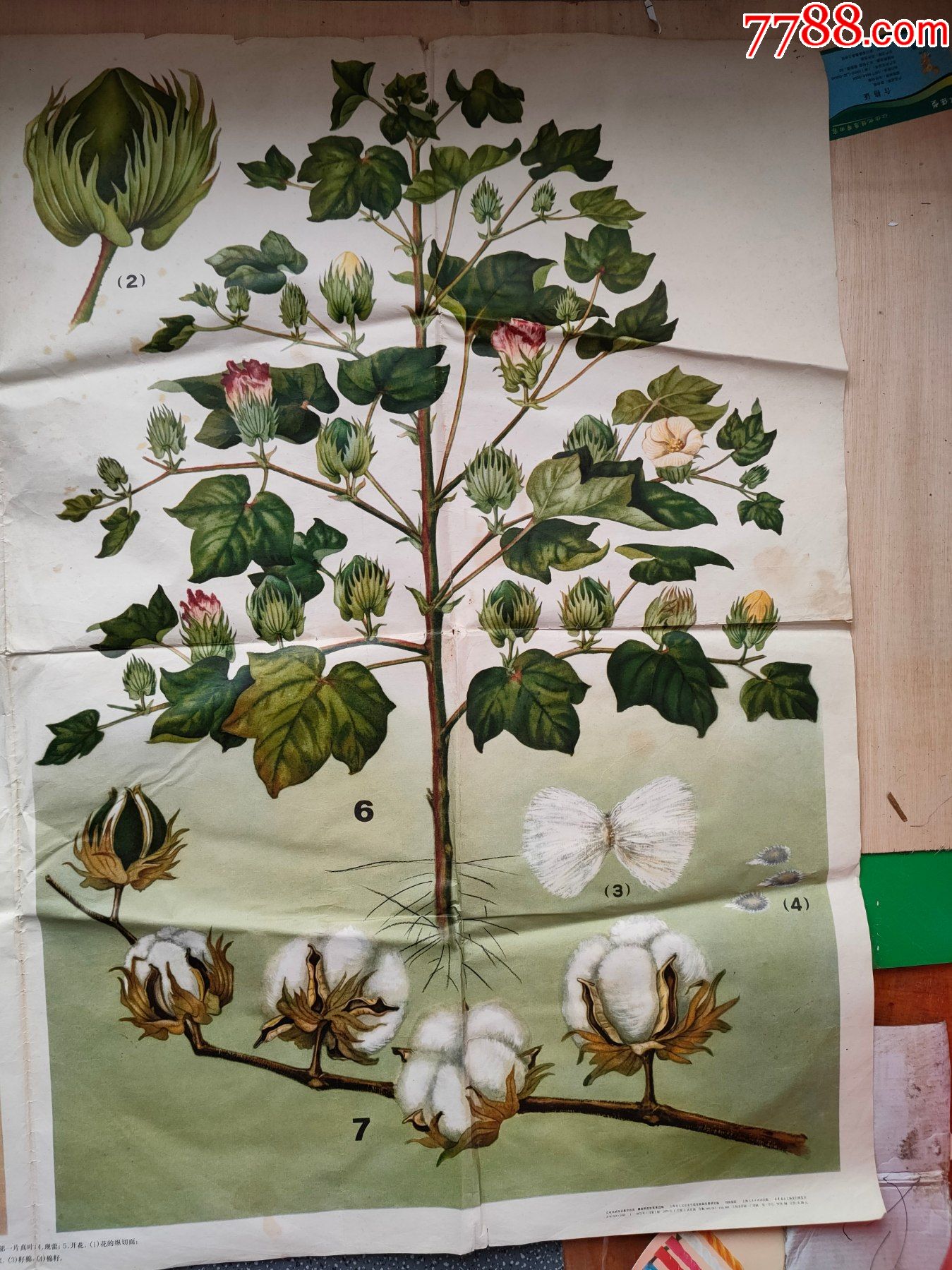 棉花的生长发育过程(印刷画约105cm*76cm)