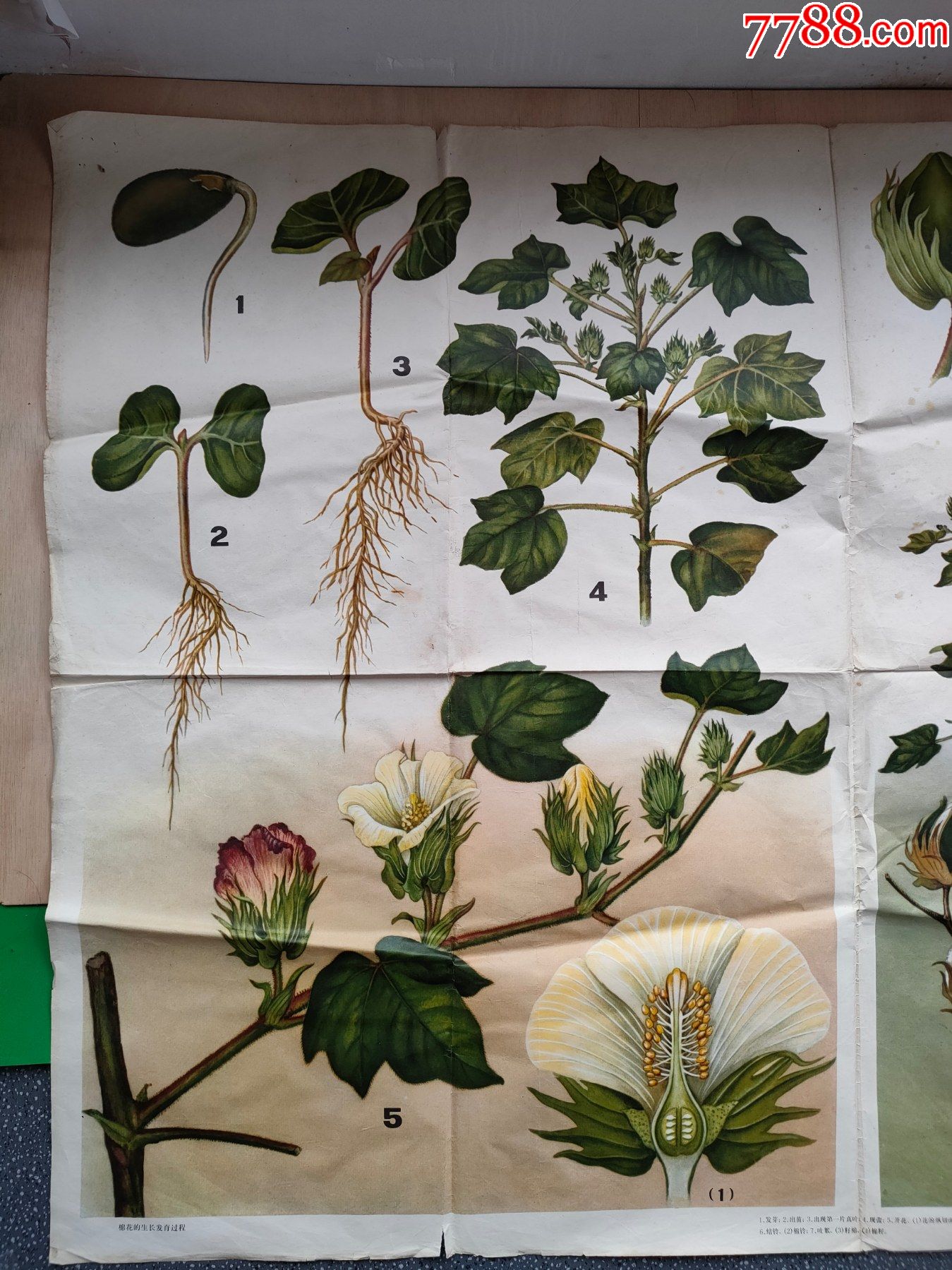 木棉花的生长过程图片