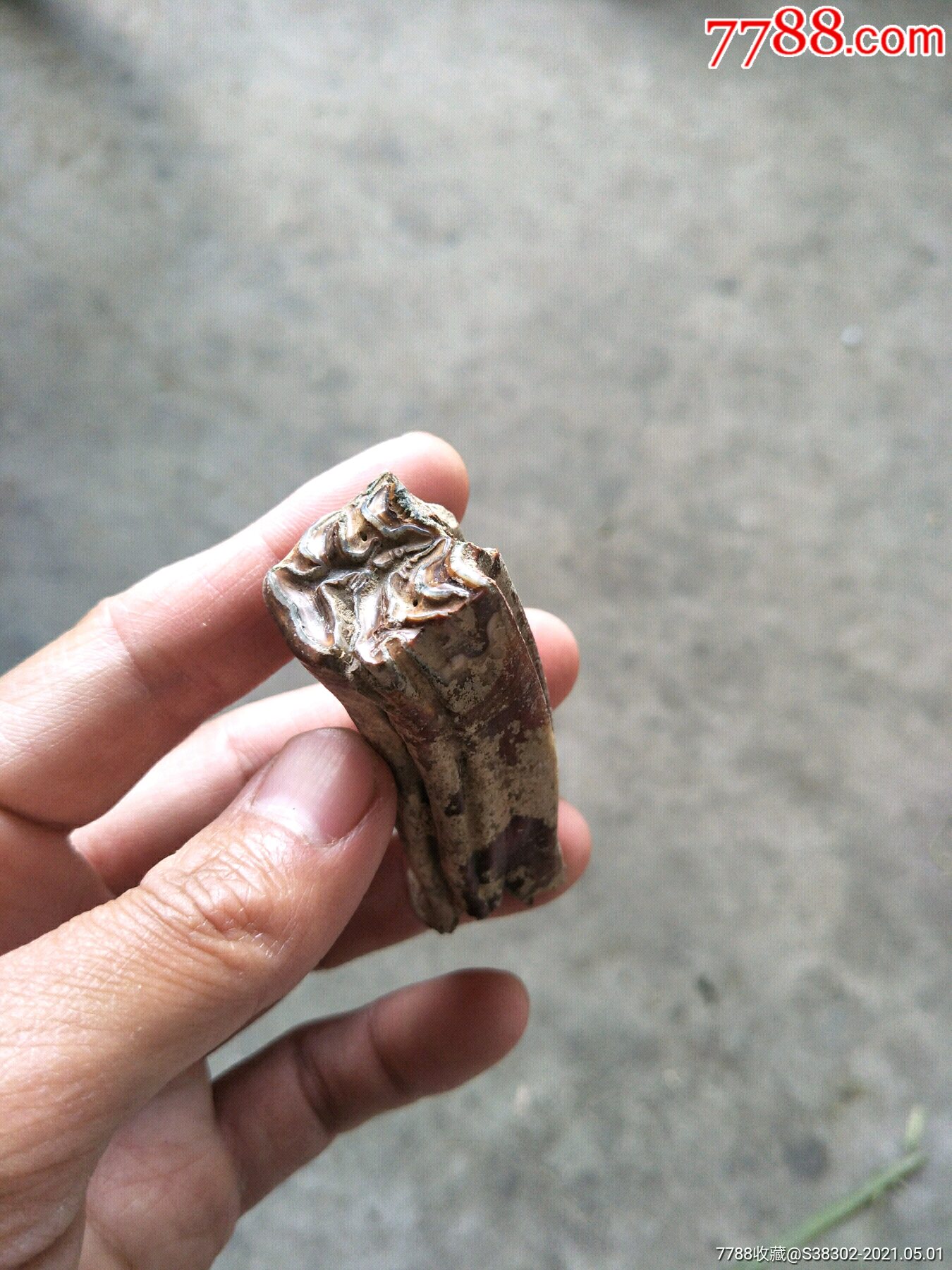 河马牙齿化石图片