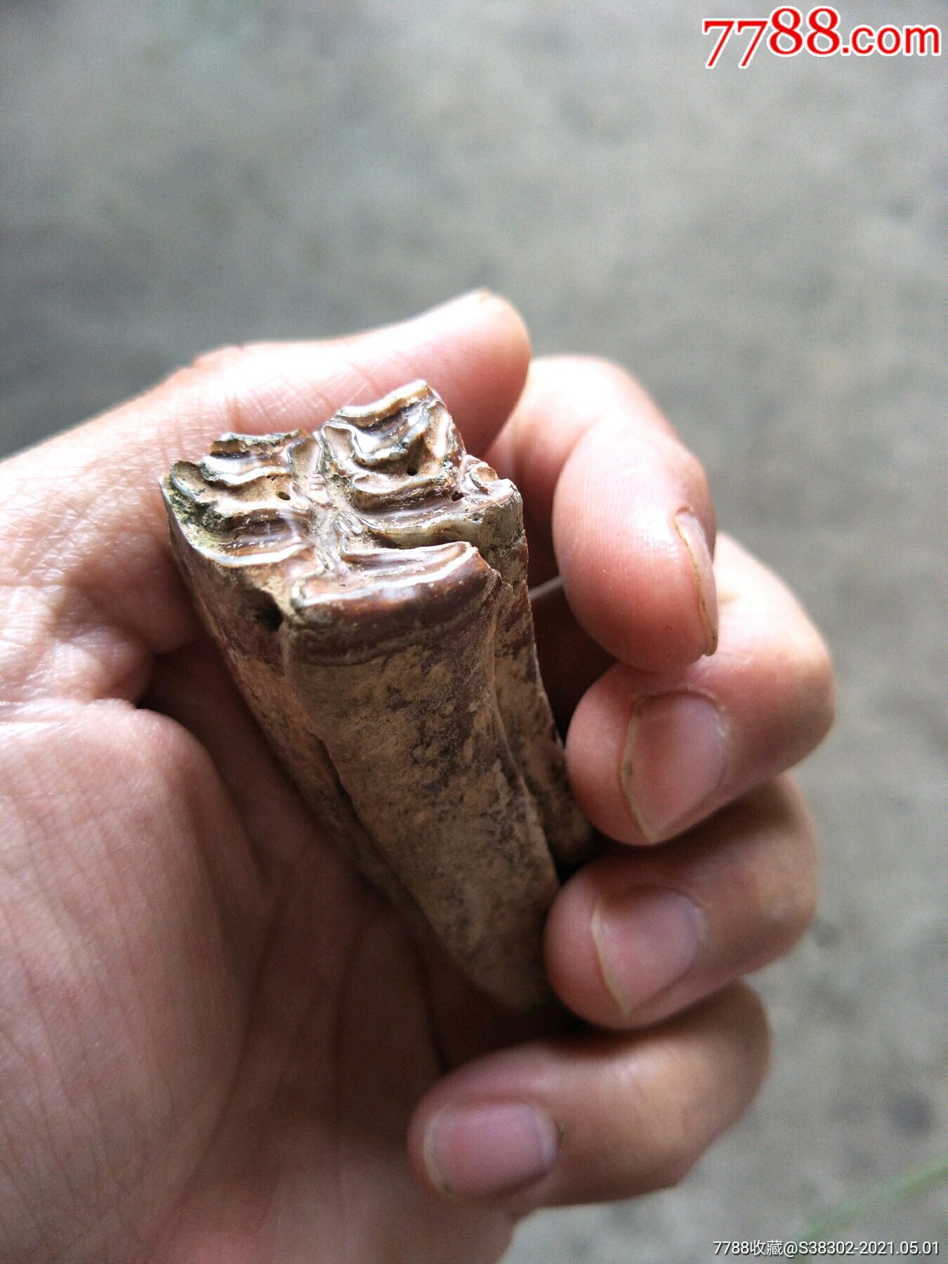 完整的马牙齿化石图片图片