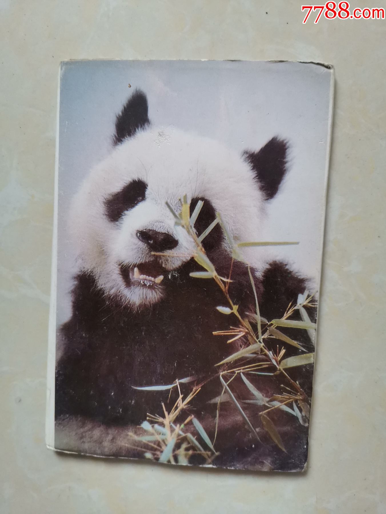 大熊猫明信片10张