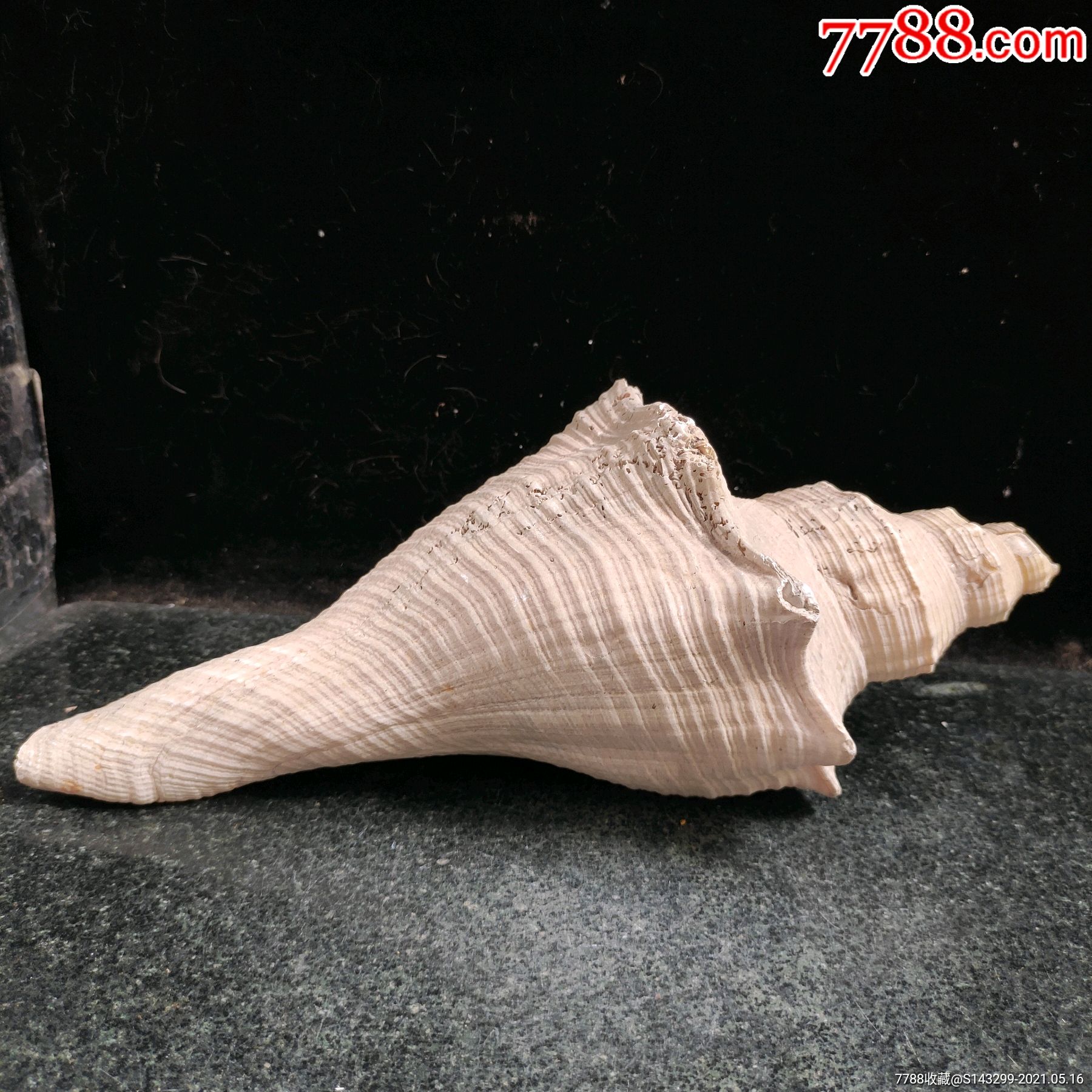 清特大海螺