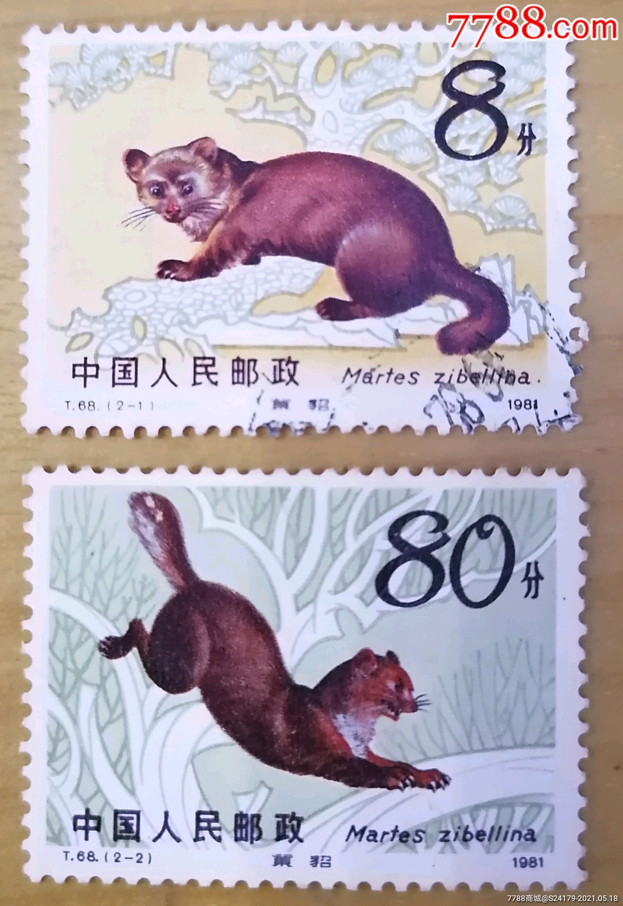 首页 零售 新中国邮票 >> t68紫貂套票【卡庄园】滚动鼠标滚轴,图片