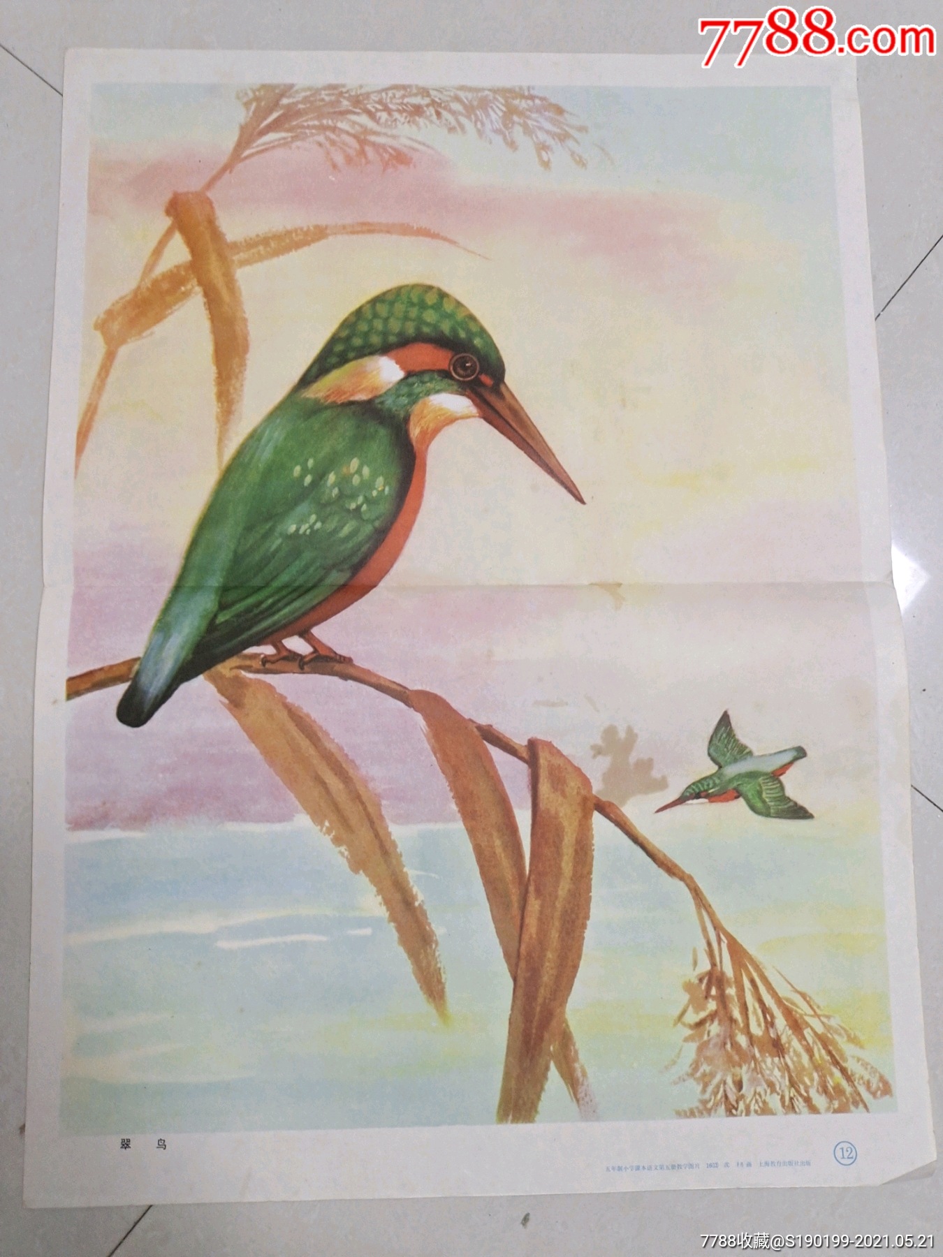 五年制小学课本语文第五册教学挂图《翠鸟》