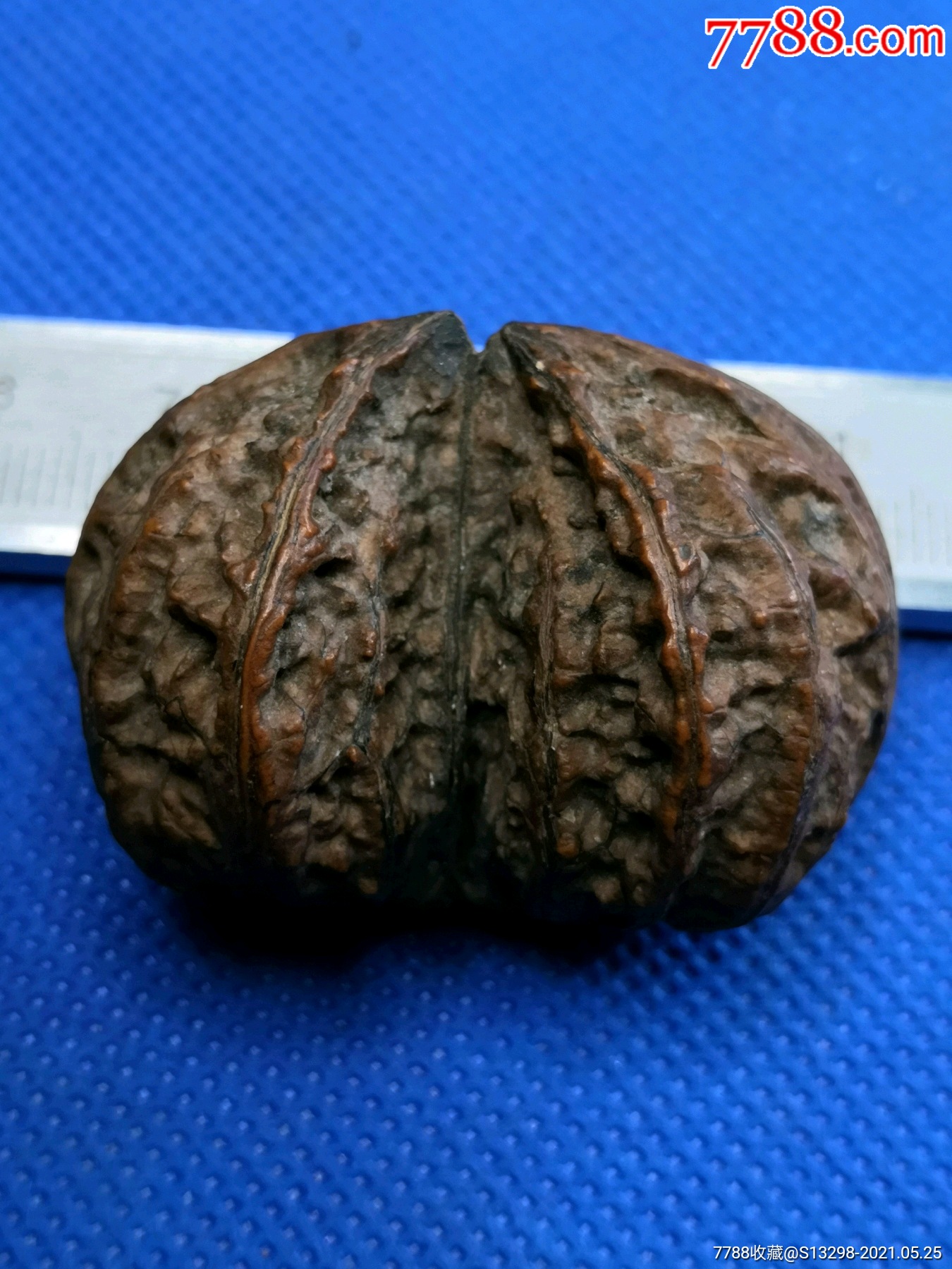 野生的异形核桃