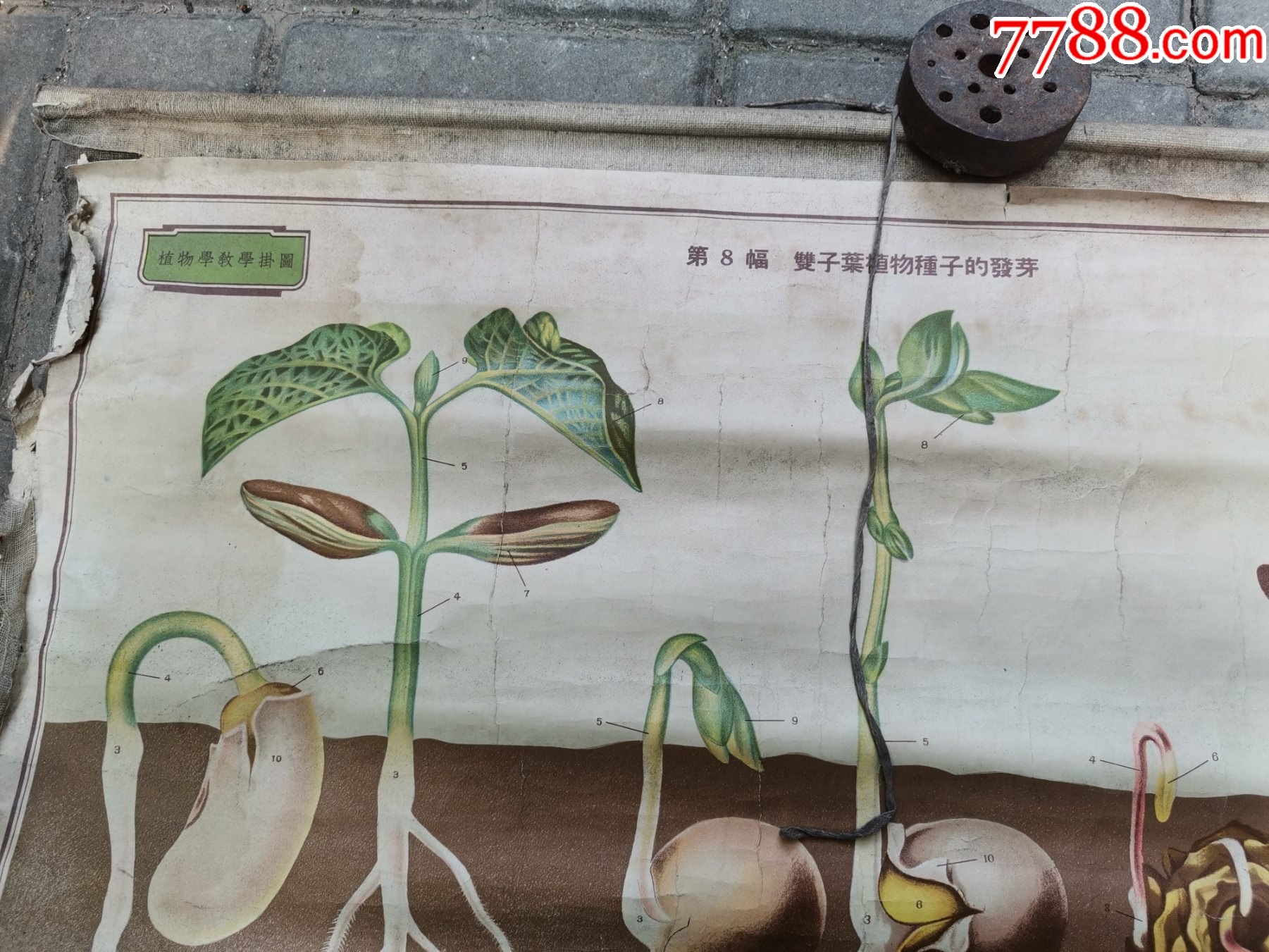 植物学教学挂图第28幅双子叶植物种子的发芽