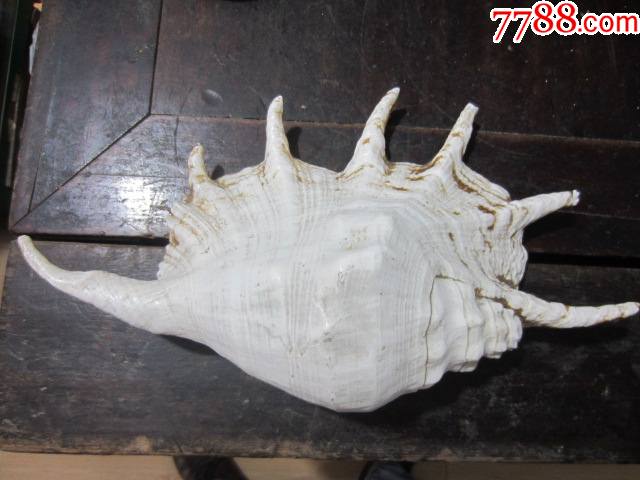 异形抱脸虫螺不知道叫什么螺看着像抱脸虫