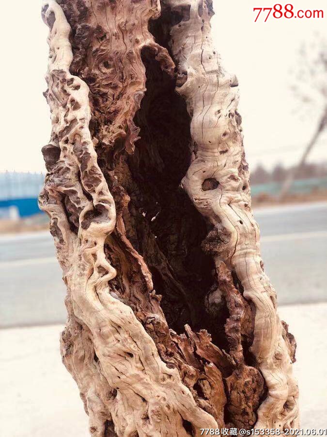 百年老风化雷击木枣树