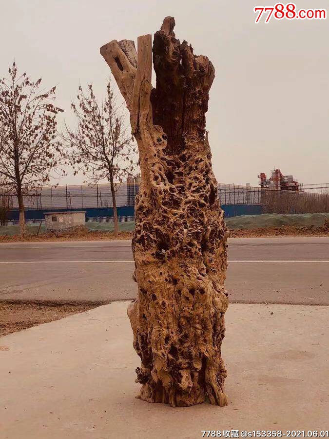 百年老风化雷击木枣树