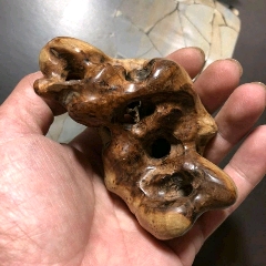 黄花梨树瘤疙瘩