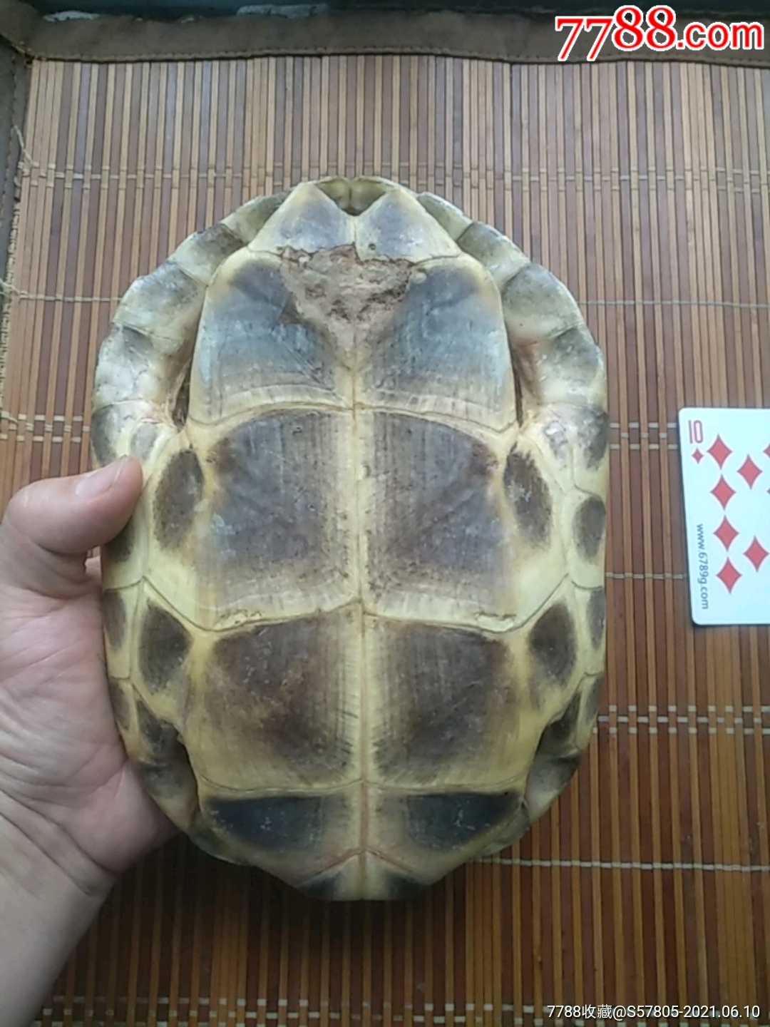 龟壳龟甲龟仆文玩摇卦镇宅摆件-价格:109元-se807474