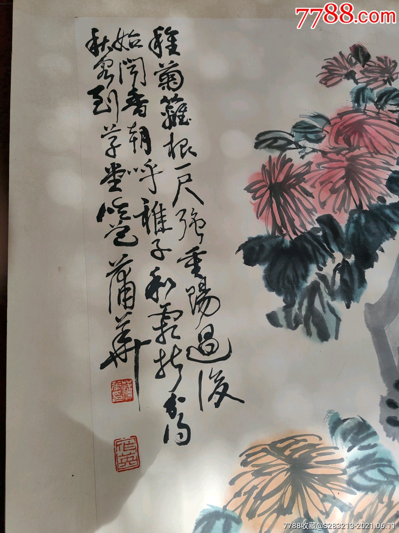 蒲華款菊花處理價