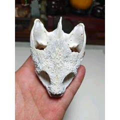 大鳄龟头骨(se80816078)_7788收藏__收藏热线