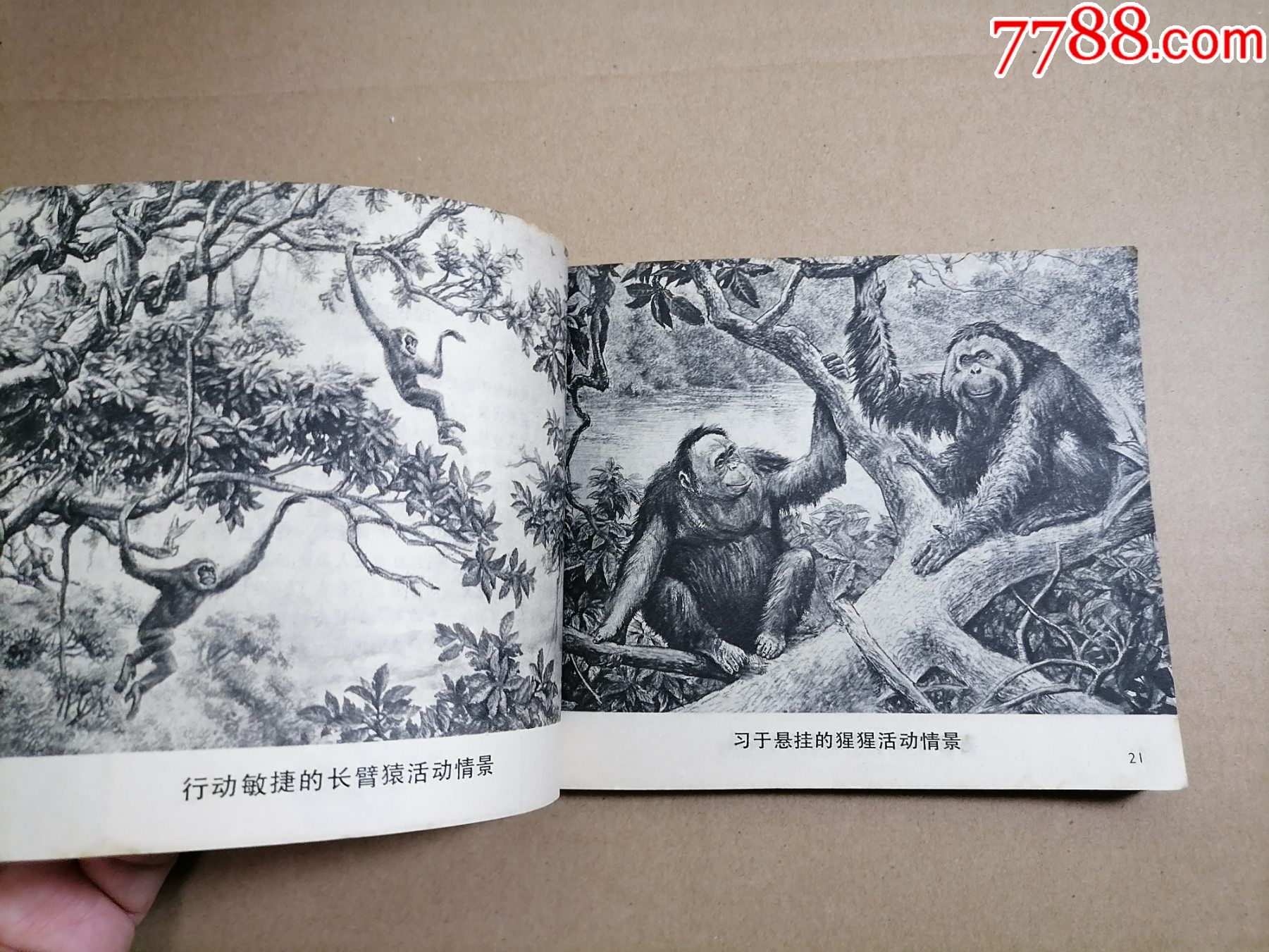 人类的起源_连环画/小人书_第2张_7788小人书