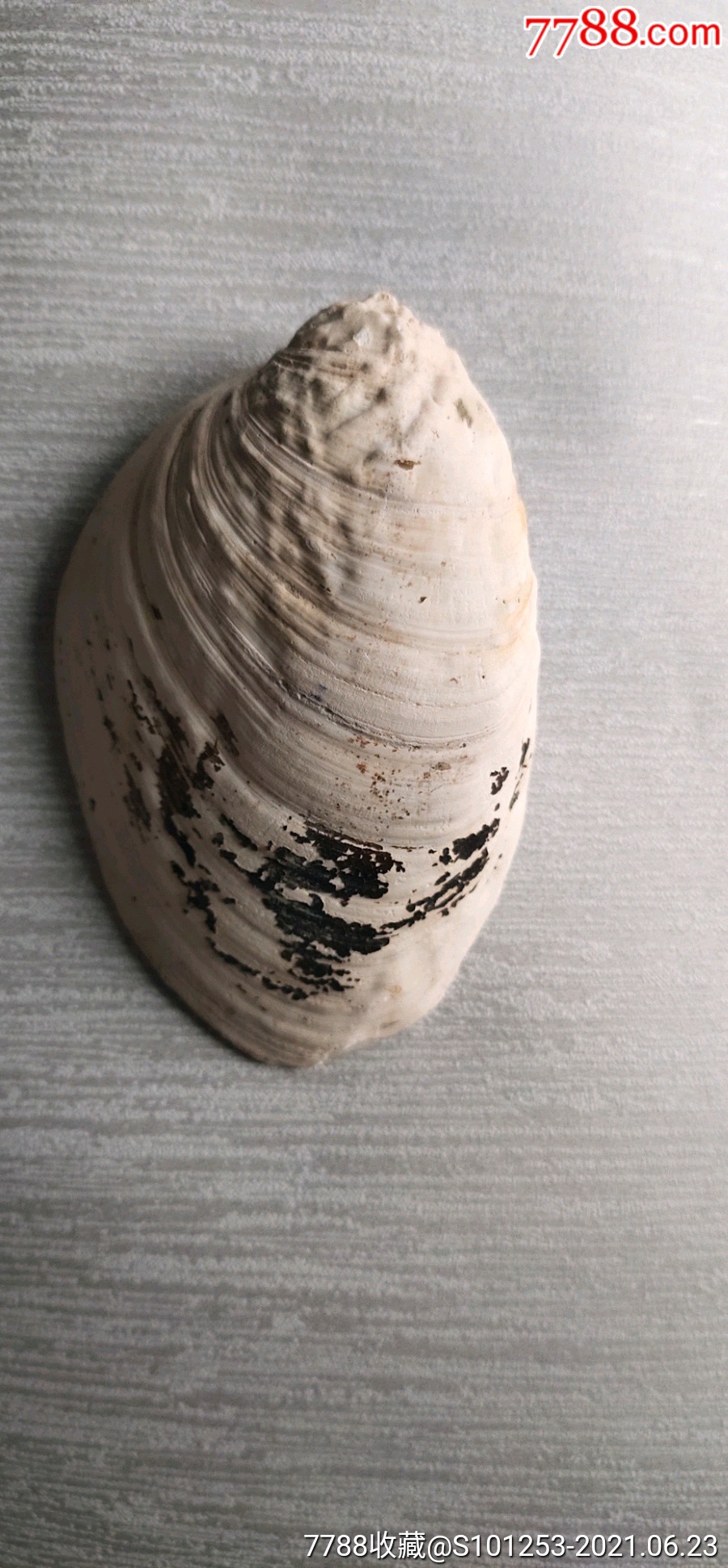 古贝壳老河蚌边缘轻微磨损