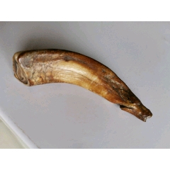 老野猪牙手把件一个