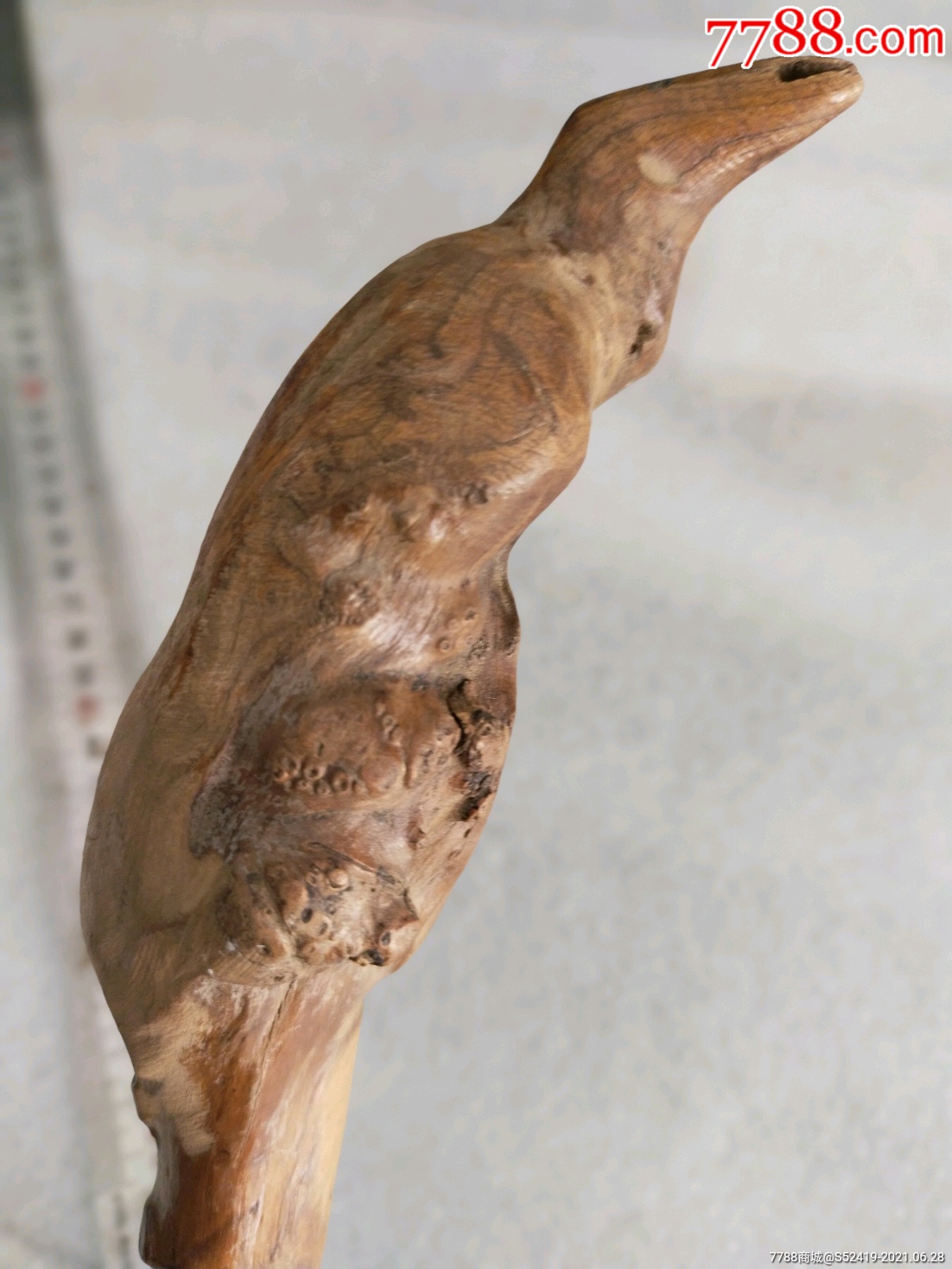 非常结实的鸟首荆阳木老拐杖