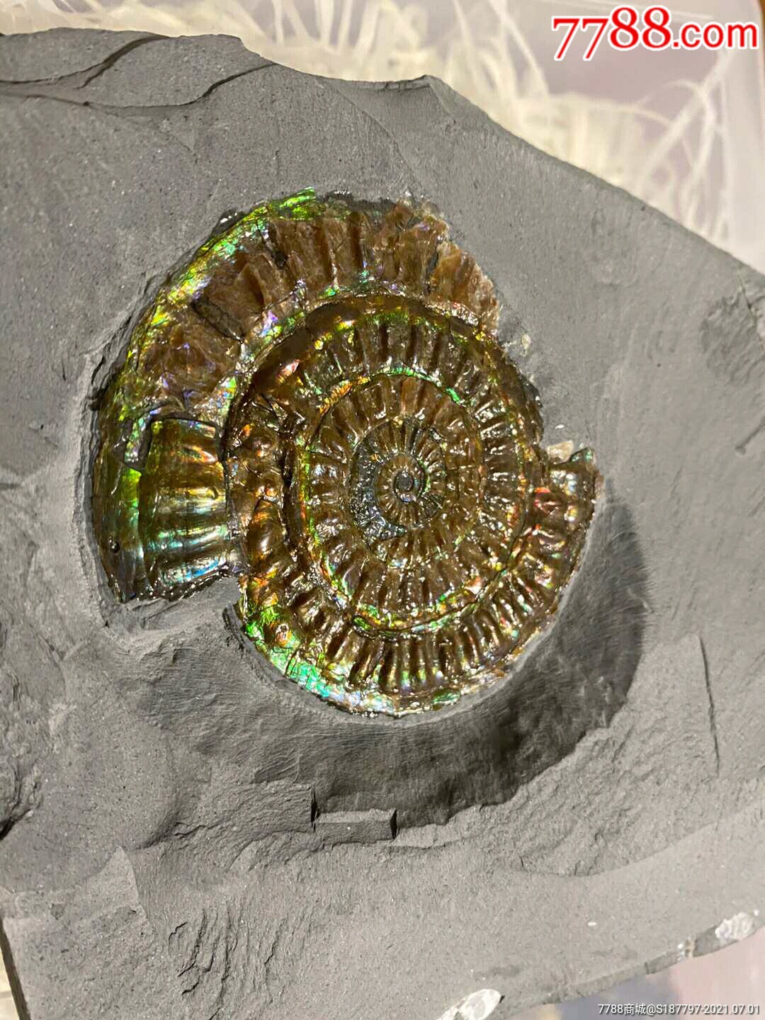 英国班彩螺化石