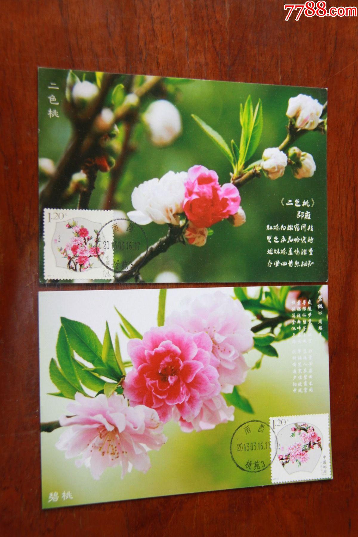 桃花植物卡下册图片