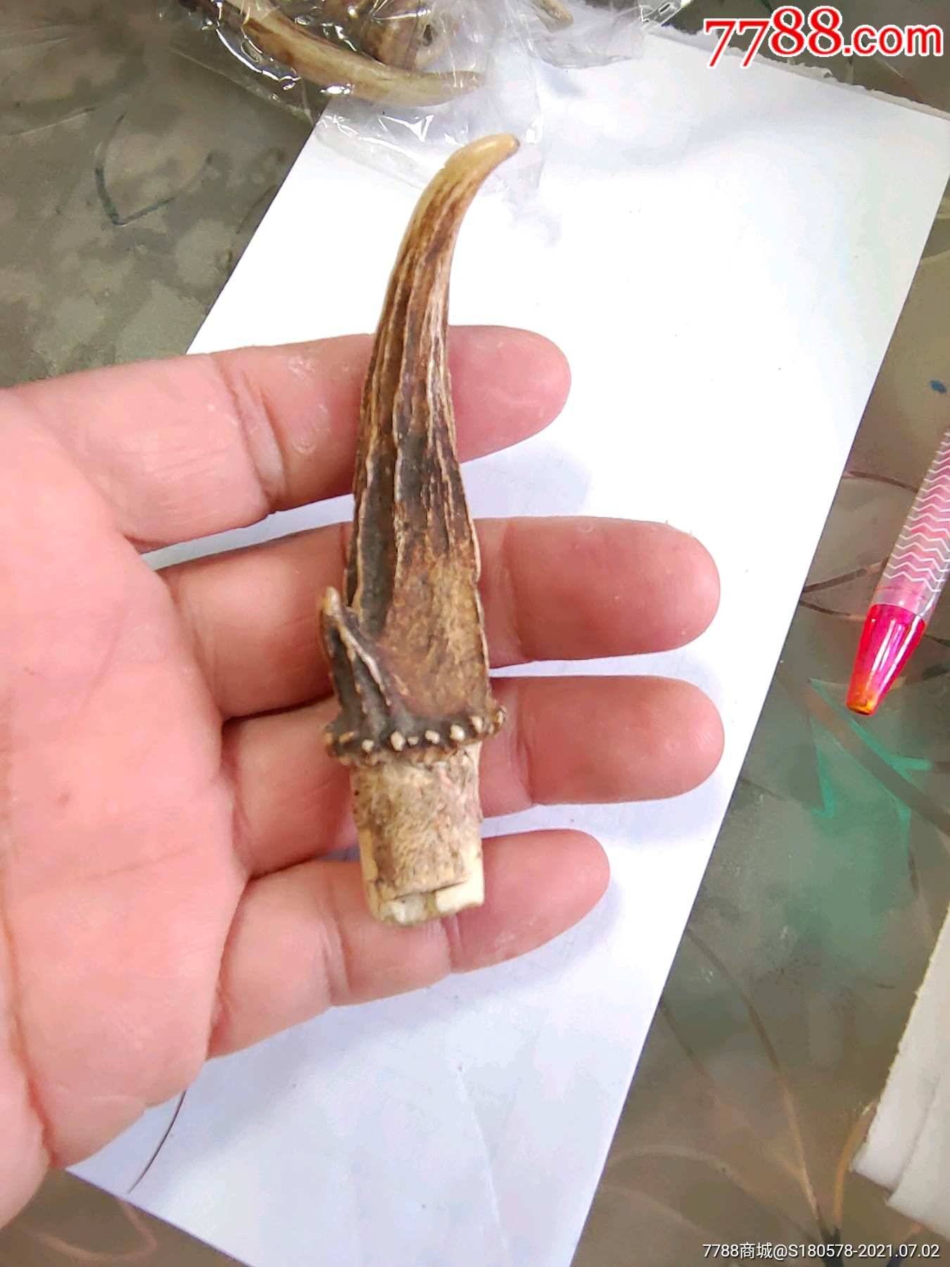 老麂子角一个,漂亮,辟邪用,少见,118元包邮.