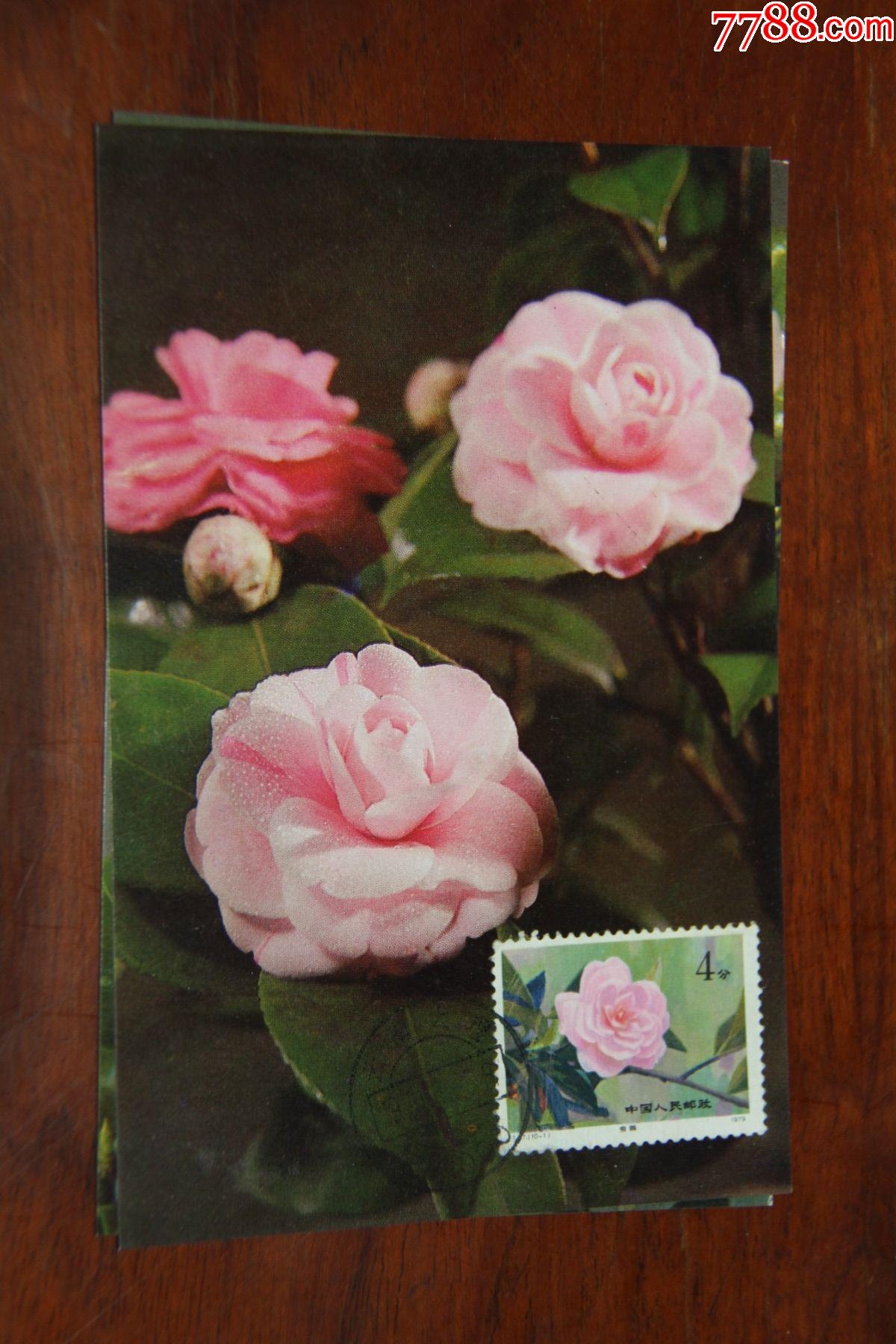 山茶花极限明信