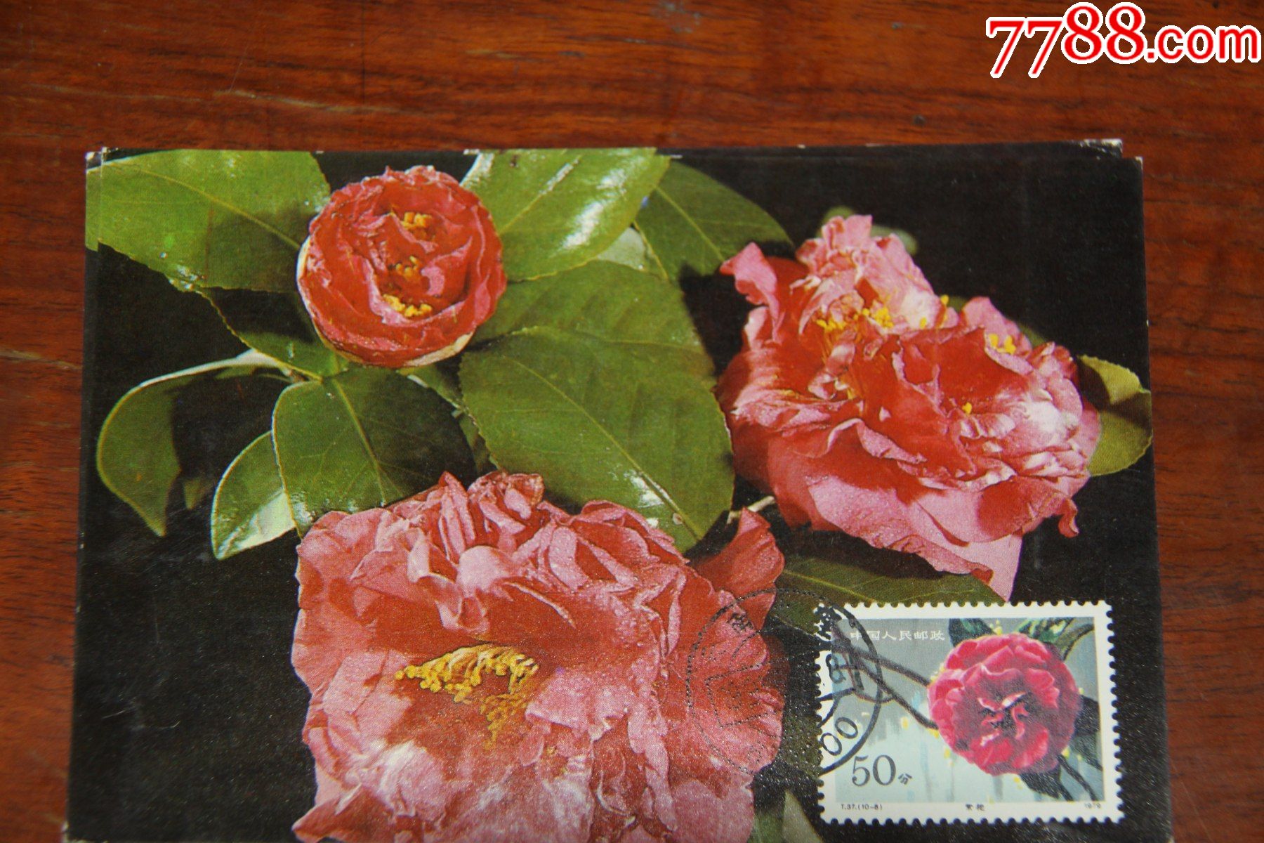 山茶花极限明信