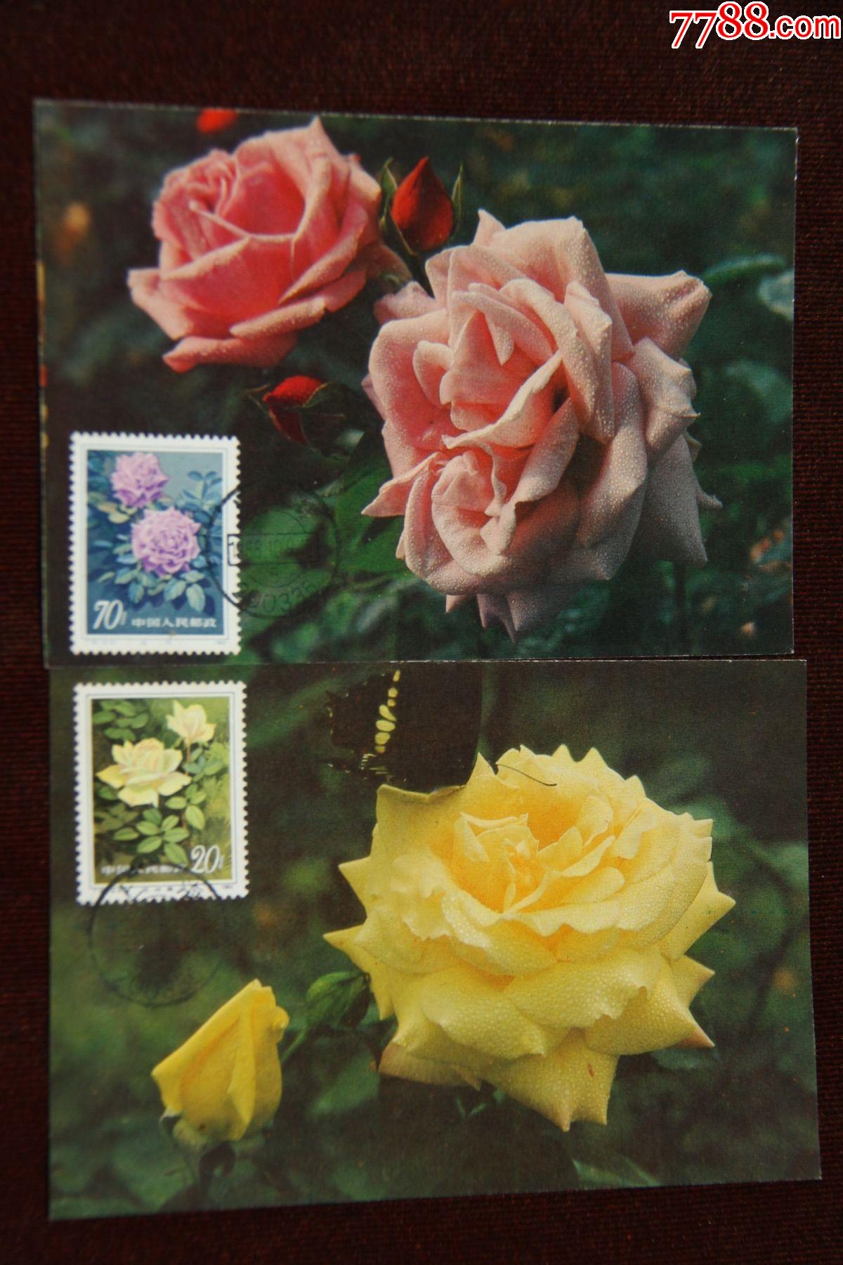 月季花极限明信片