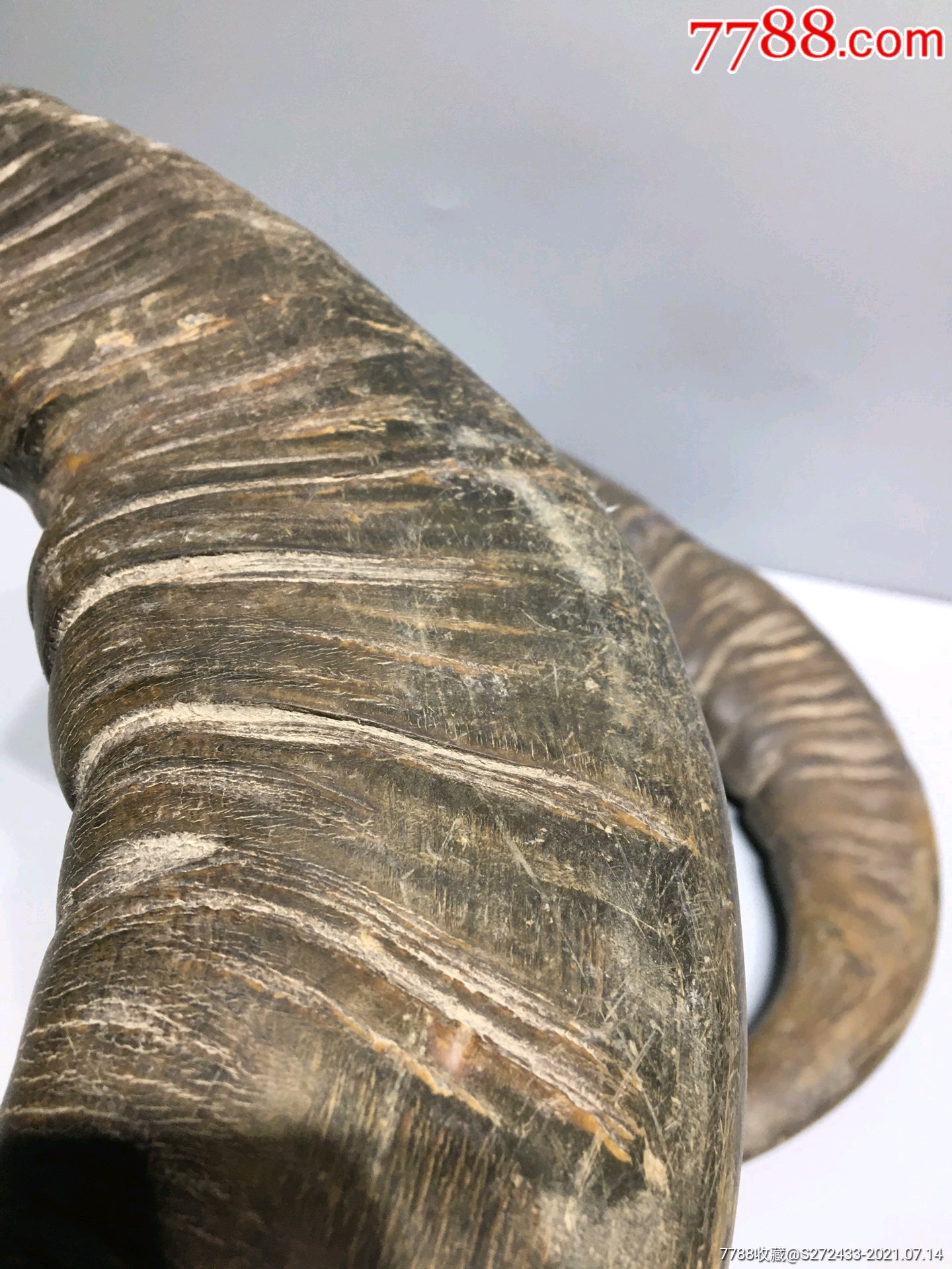 村里收来的牛角一对,磨损自然,钙化明显,保存完整,品相如图