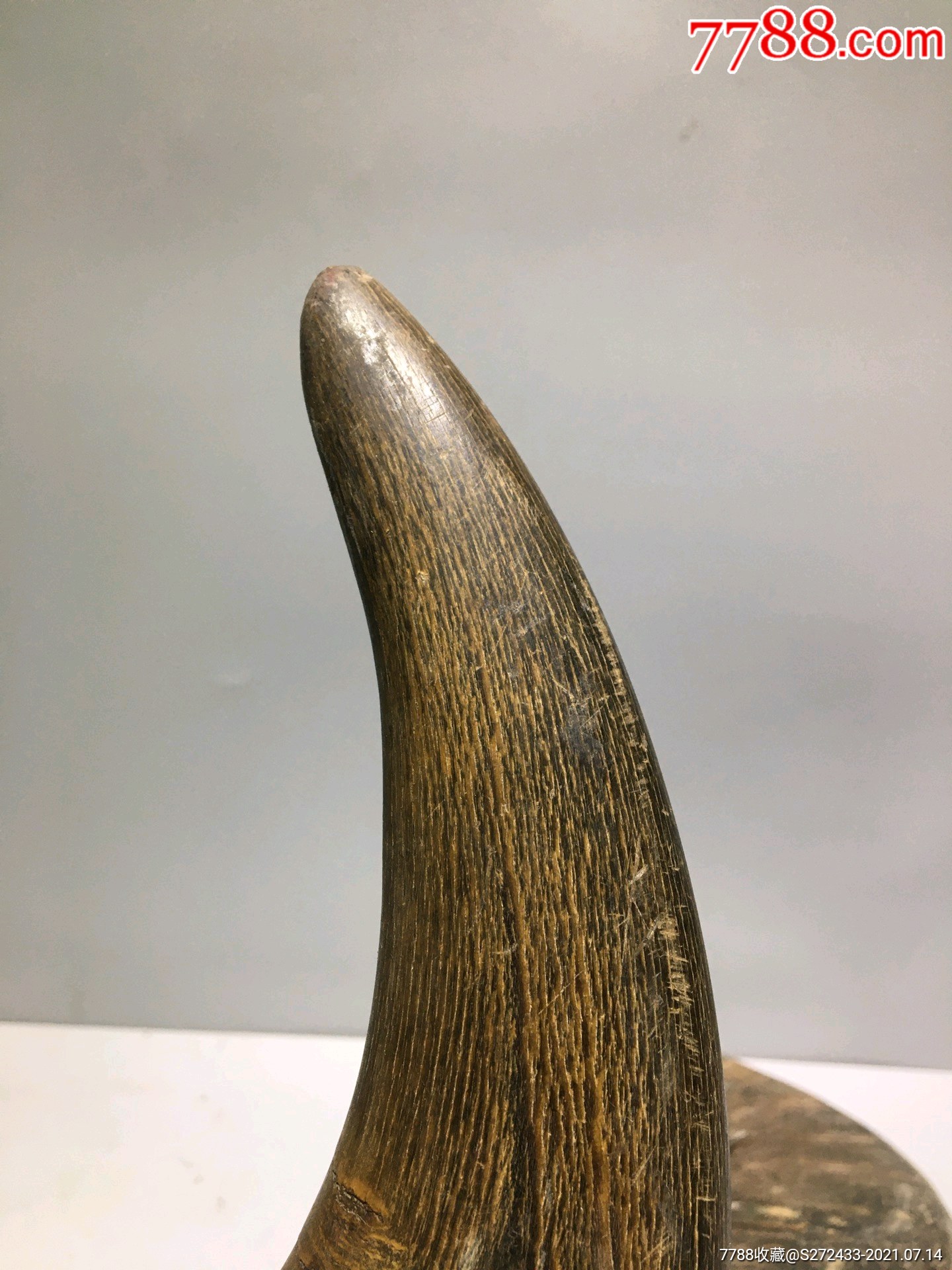 村里收来的牛角一对,磨损自然,钙化明显,保存完整,品相如图