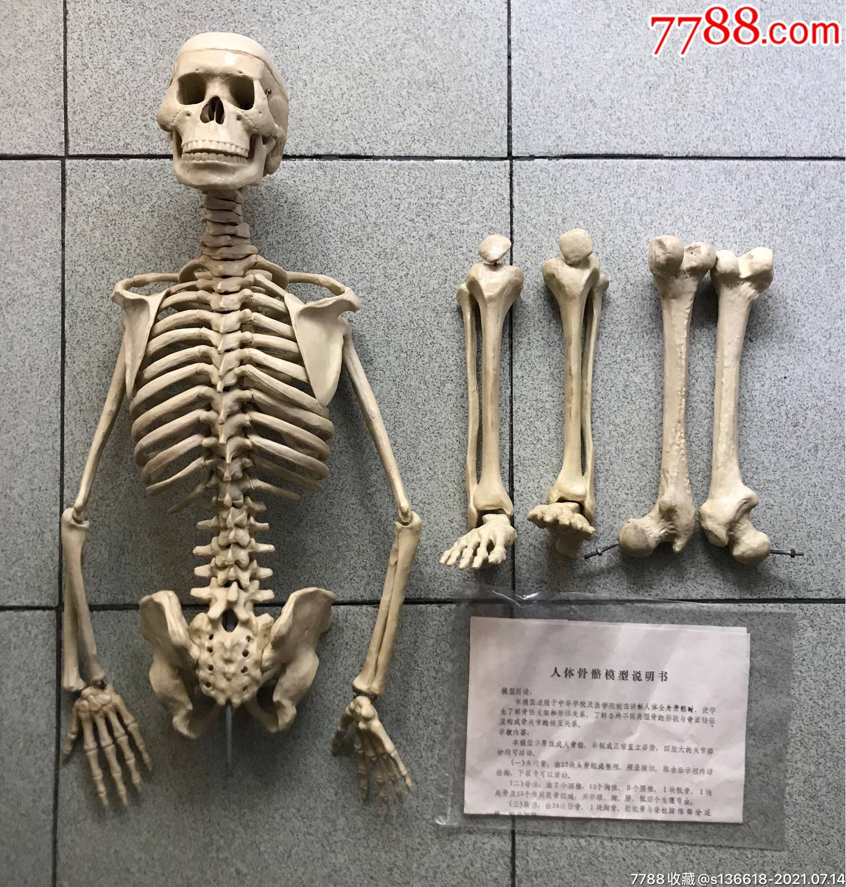 1987年人体骨骼模型