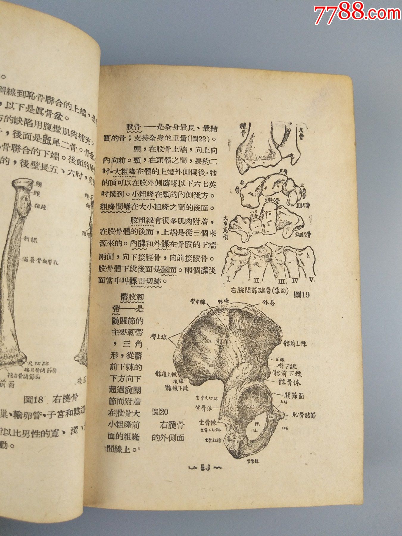 1948年《生理解剖学》