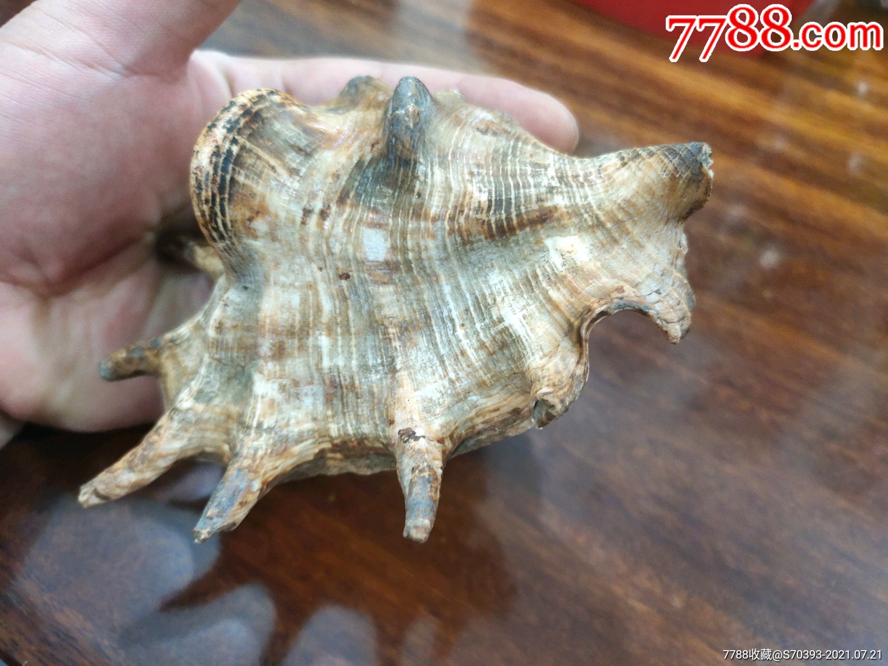 清代文房螺壳笔架