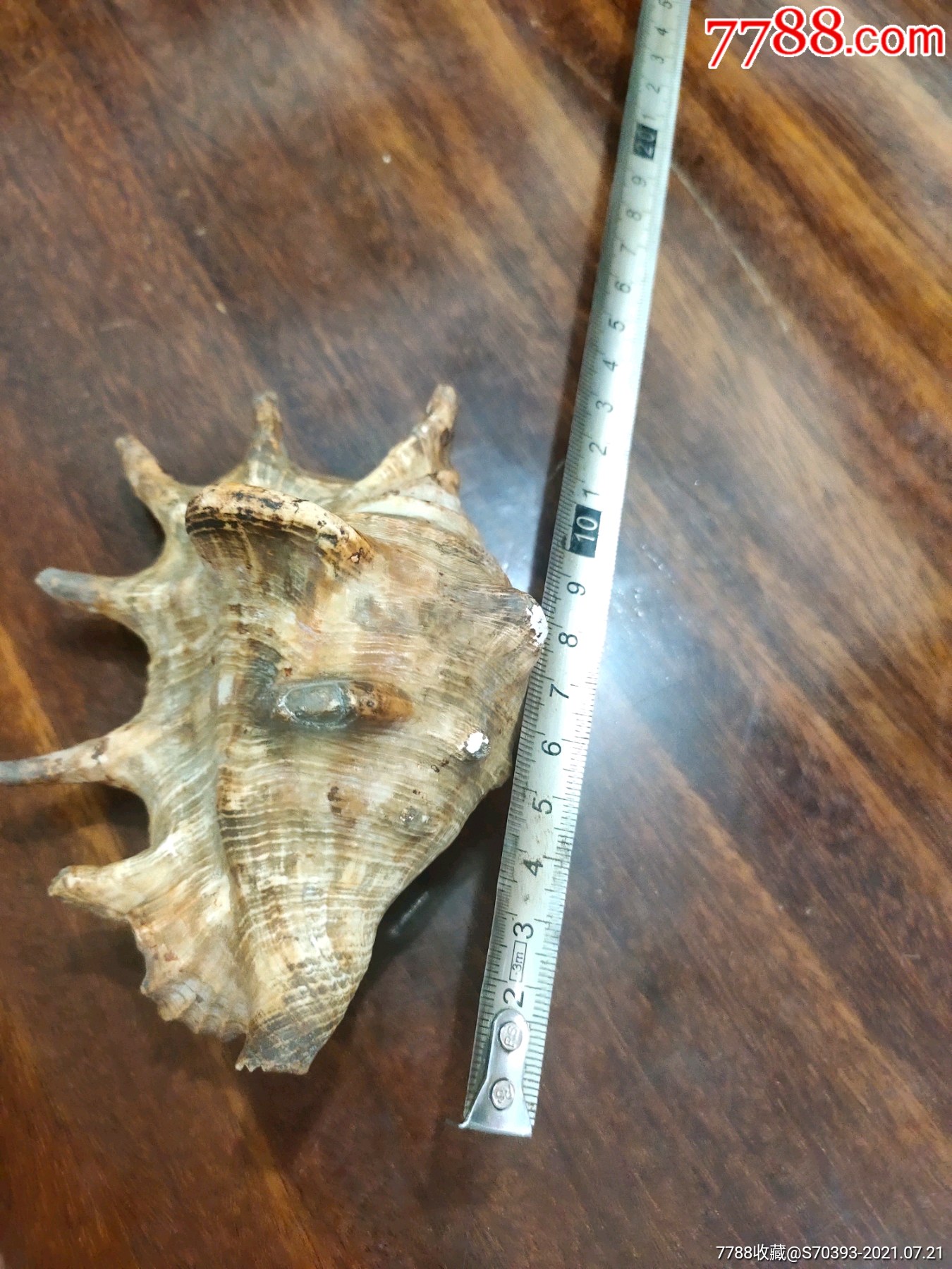 清代文房螺壳笔架