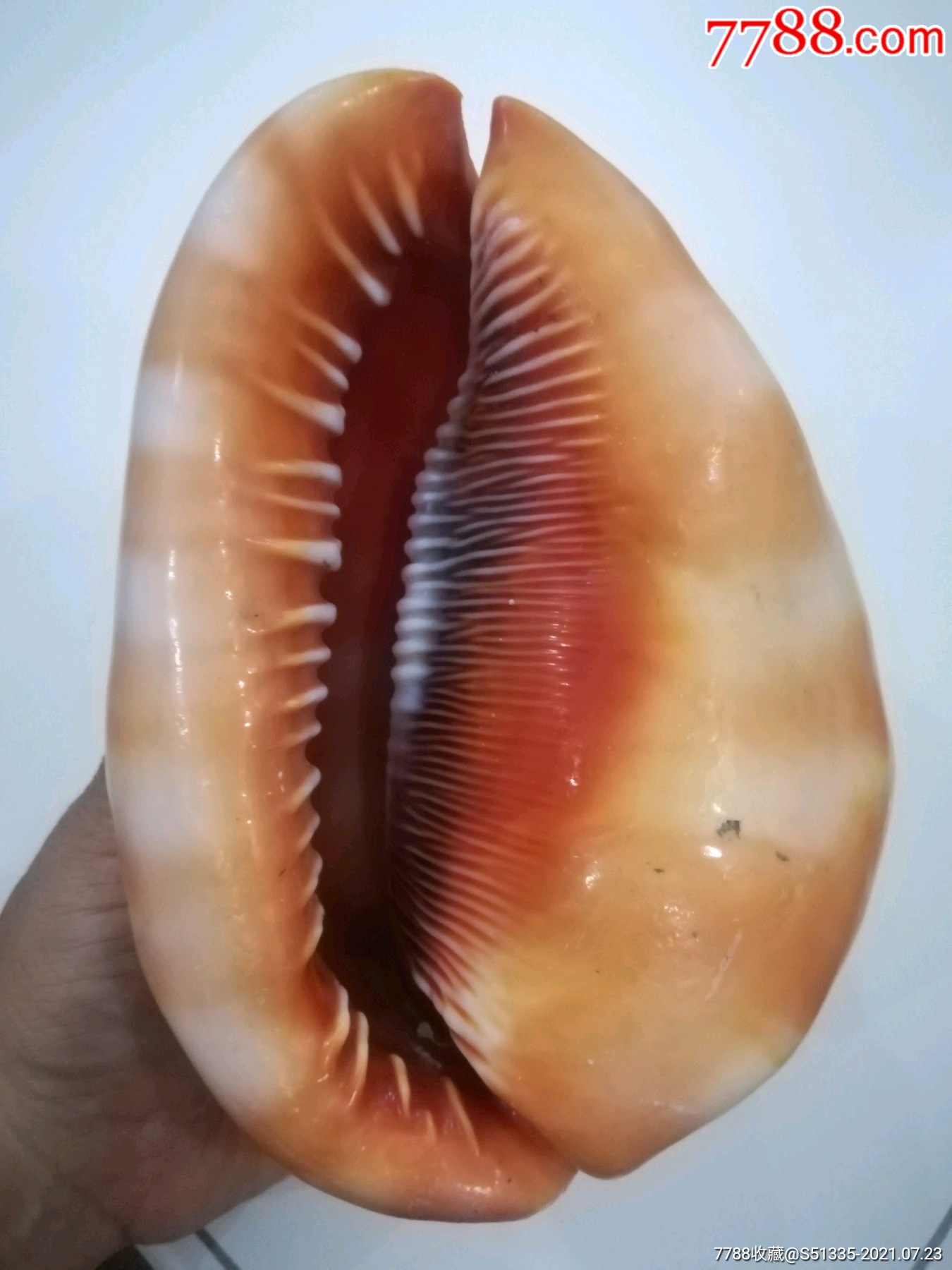大海螺15cm