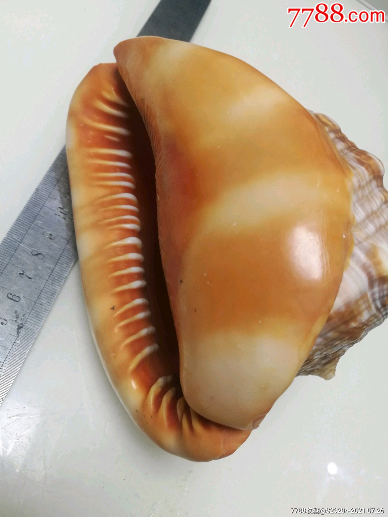 天然万宝螺15.4厘米*11.5厘米