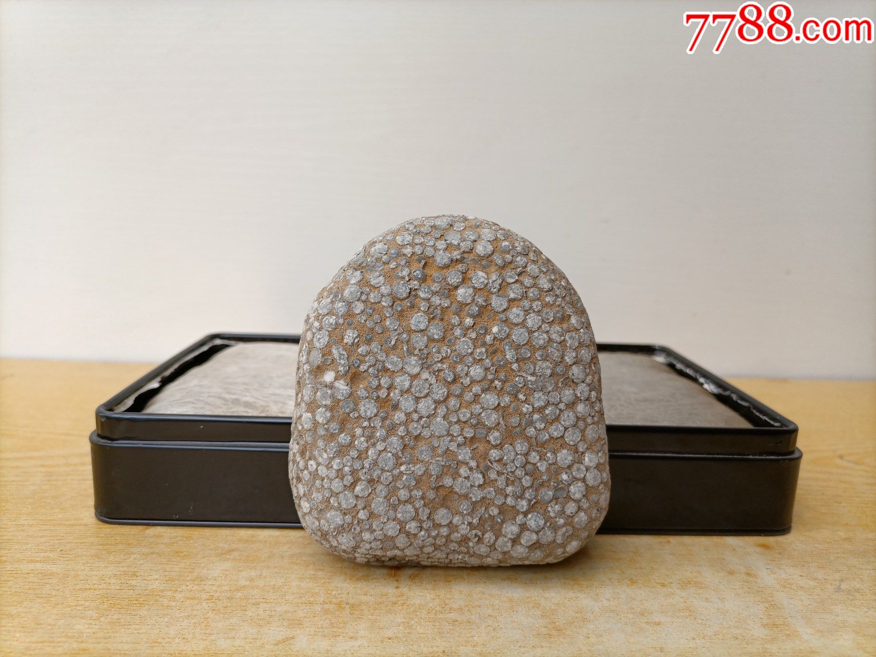 原石2805"珍珠金钱石"(钱似珍珠,开花正圆,石型完美,干湿均靓)-价格