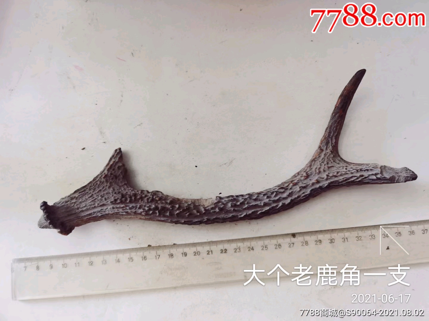 大个老鹿角一支