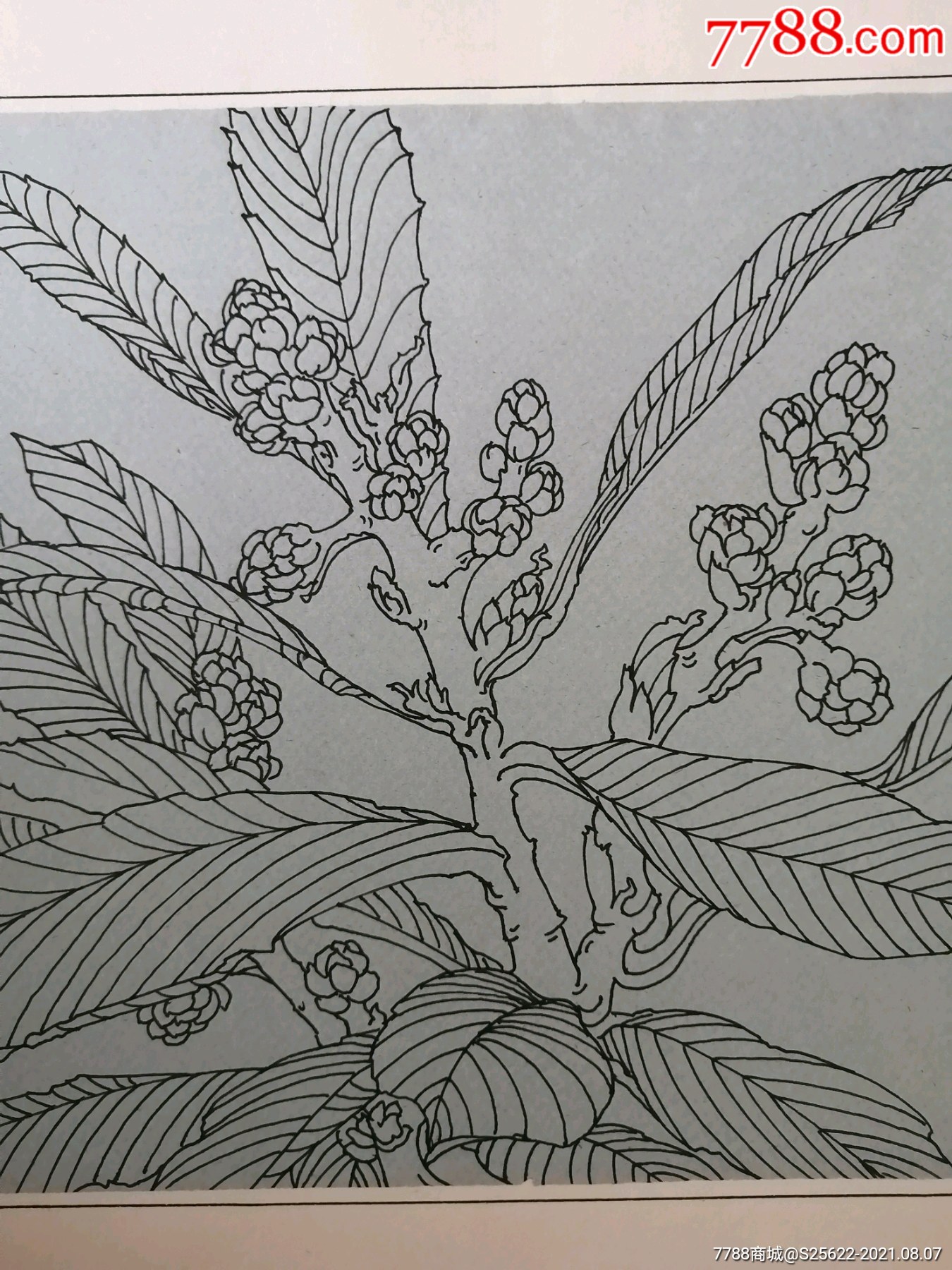 花卉画稿"枇杷开花"