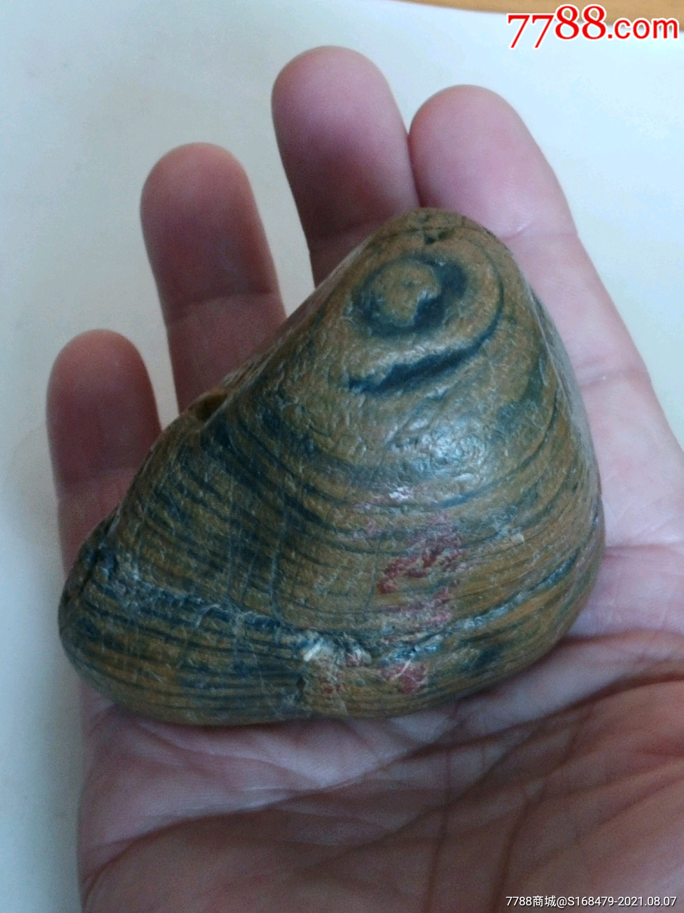 长江木化玉手把件木纹清淅漂亮