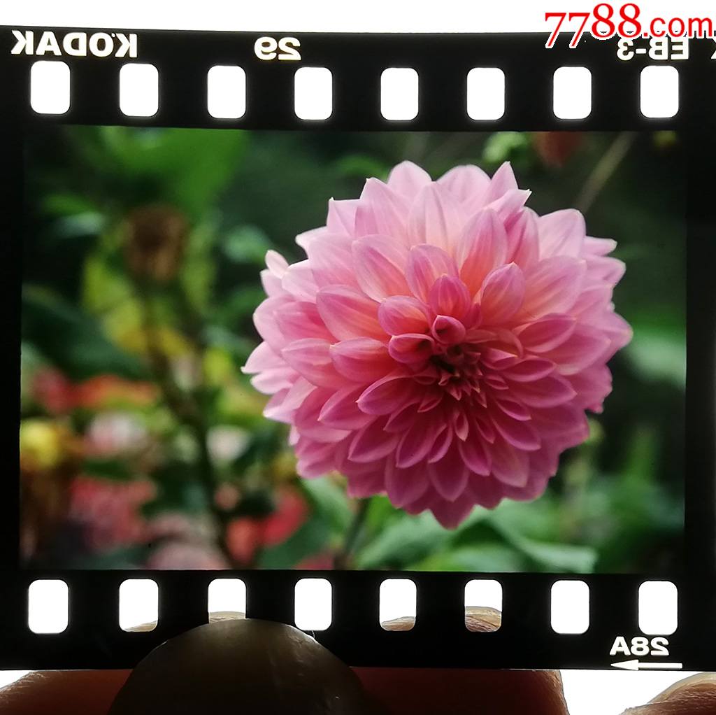 花【135彩色反转片】_老照片_藏来藏往【7788收藏__收藏热线】