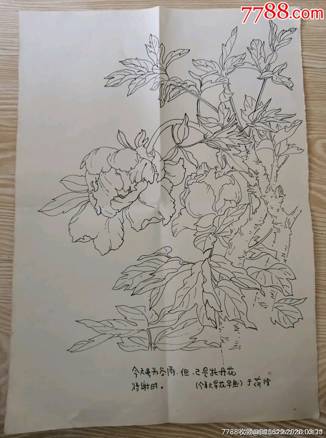 牡丹怎么画素描图片