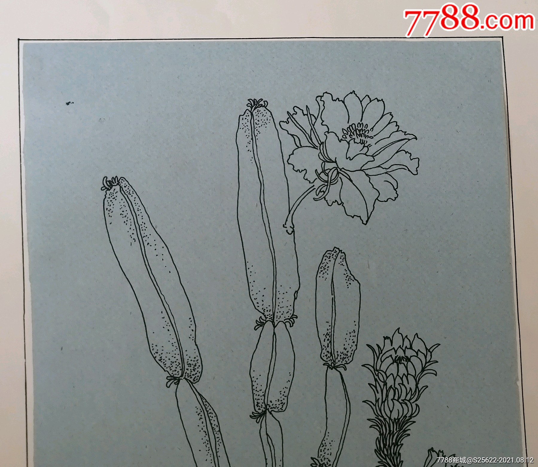 花卉画稿(4)_素描/速写_第2张_7788小人书